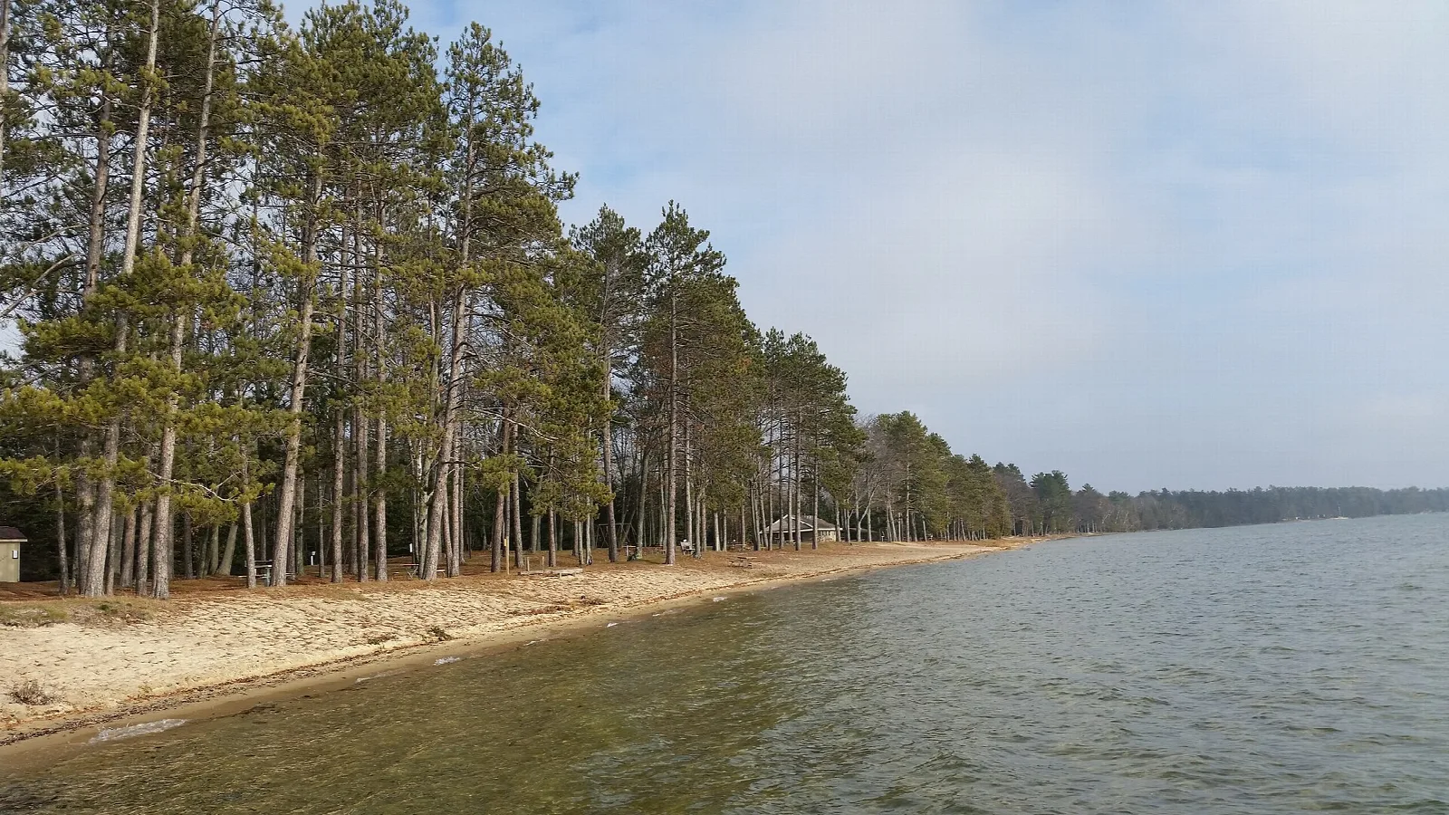 Pines lining a sandy shore on Higgins Lake