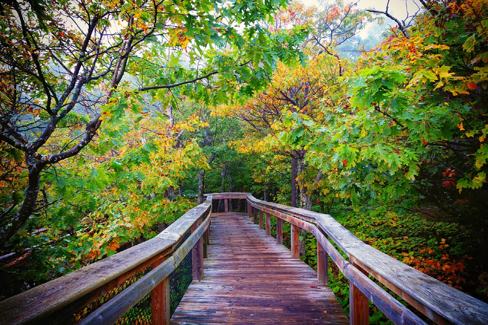 Wooden boardwalk leading into a forest of fall color