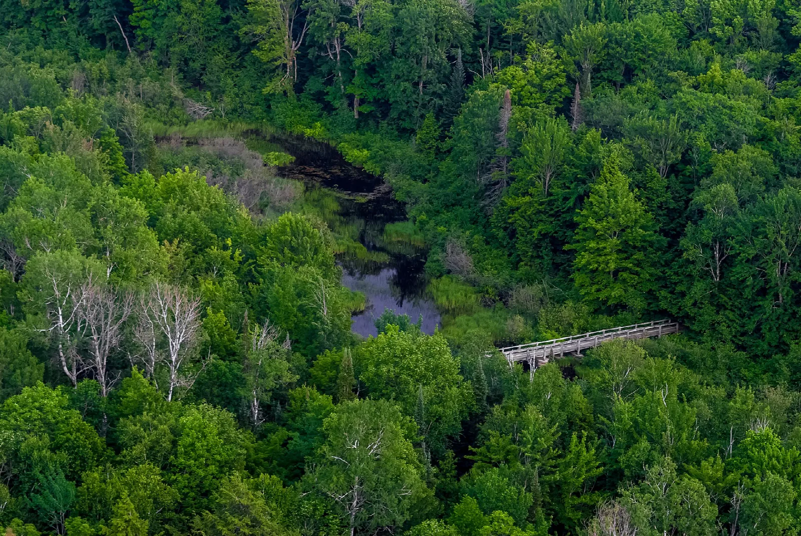 Aerial view of dense forest, a river and a footbridge