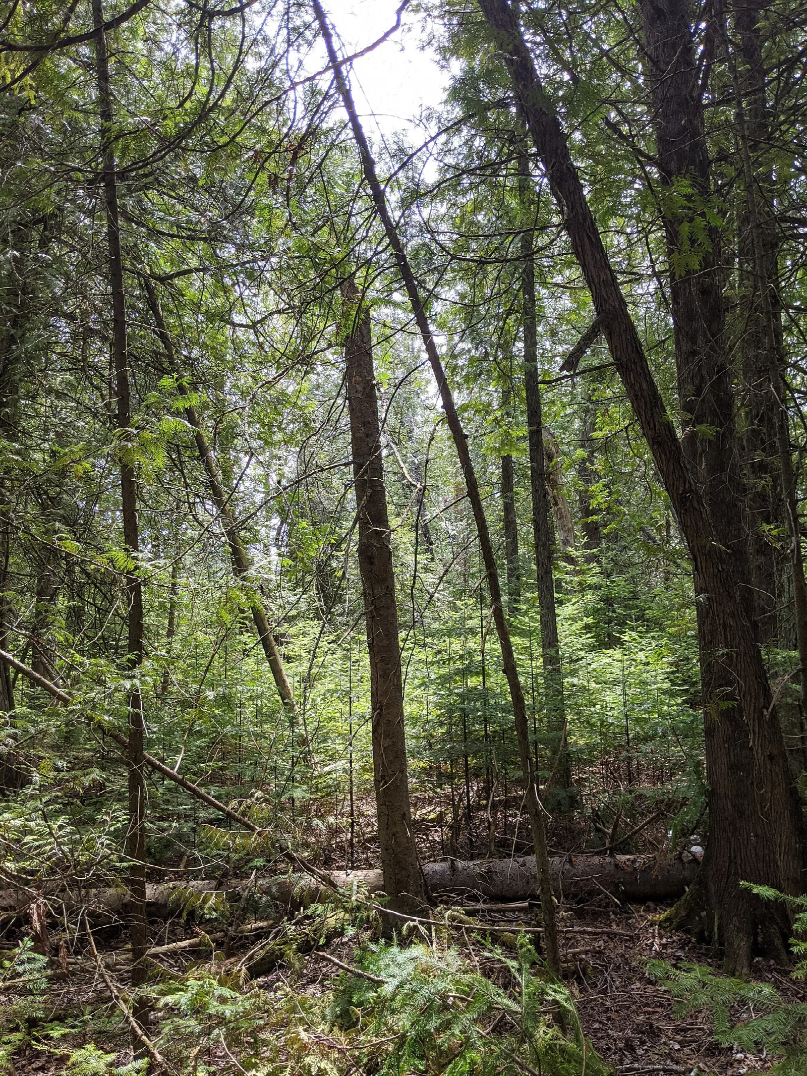 Green forest with tall trees and ferns on the ground