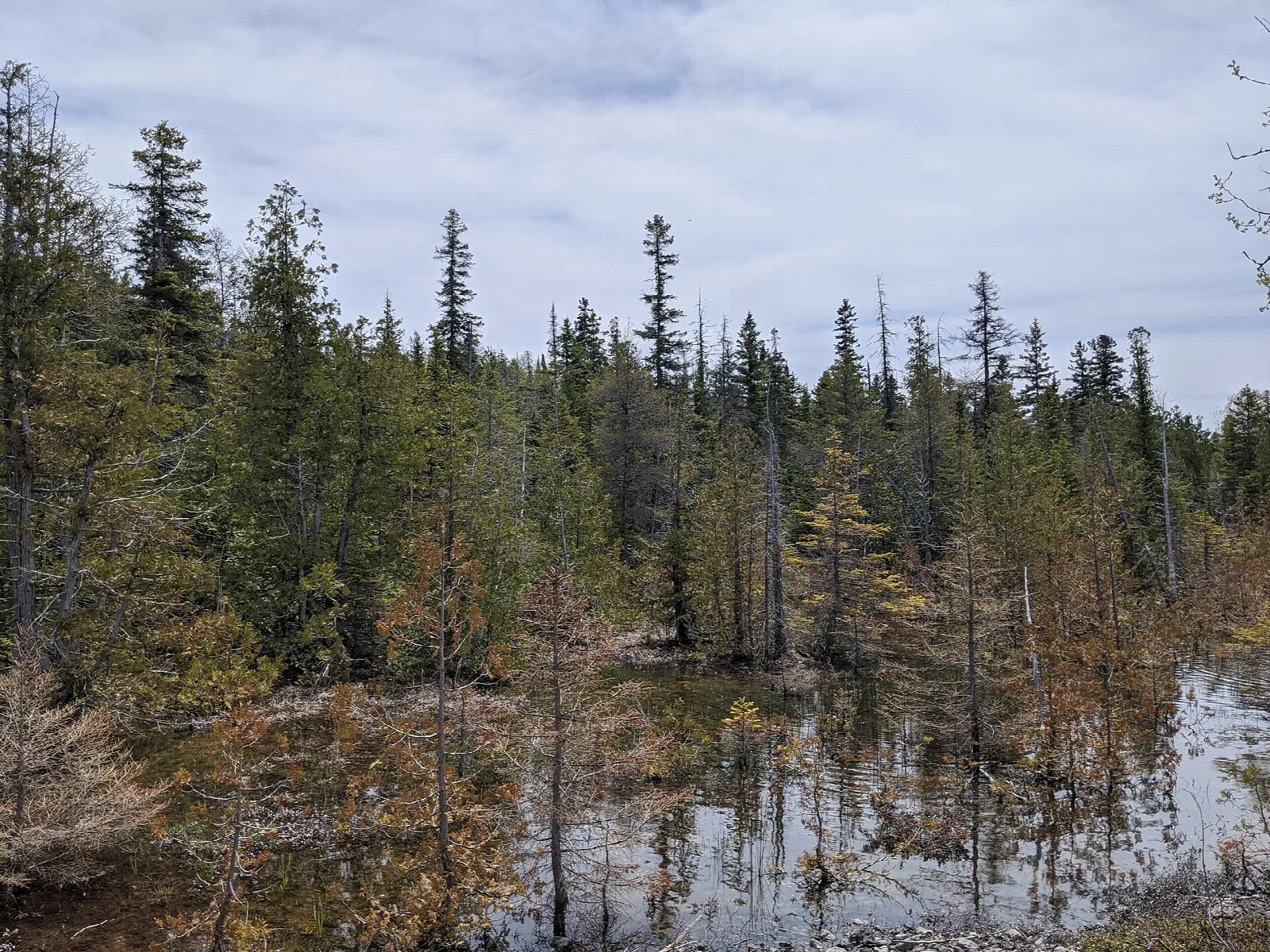 Flooded forest of conifers reflected in still water