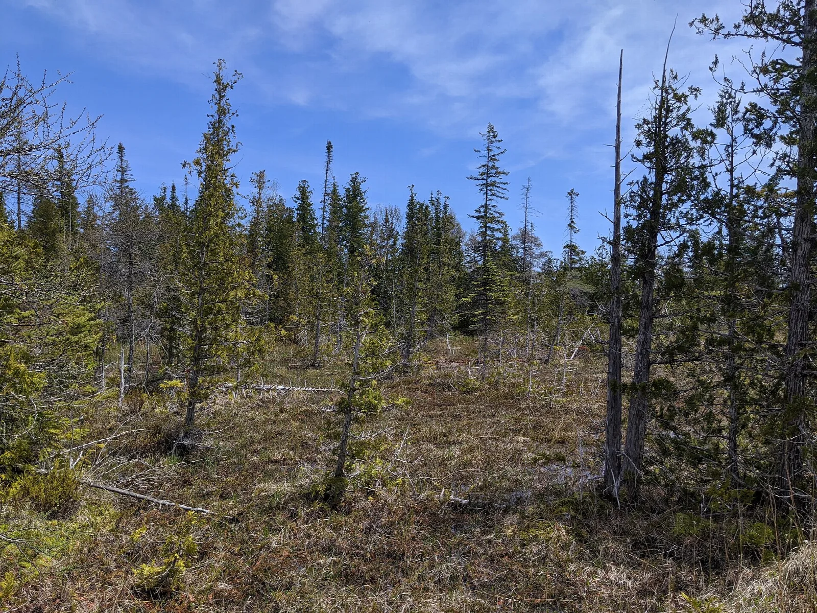 Open cedar flat with scattered evergreens under blue sky