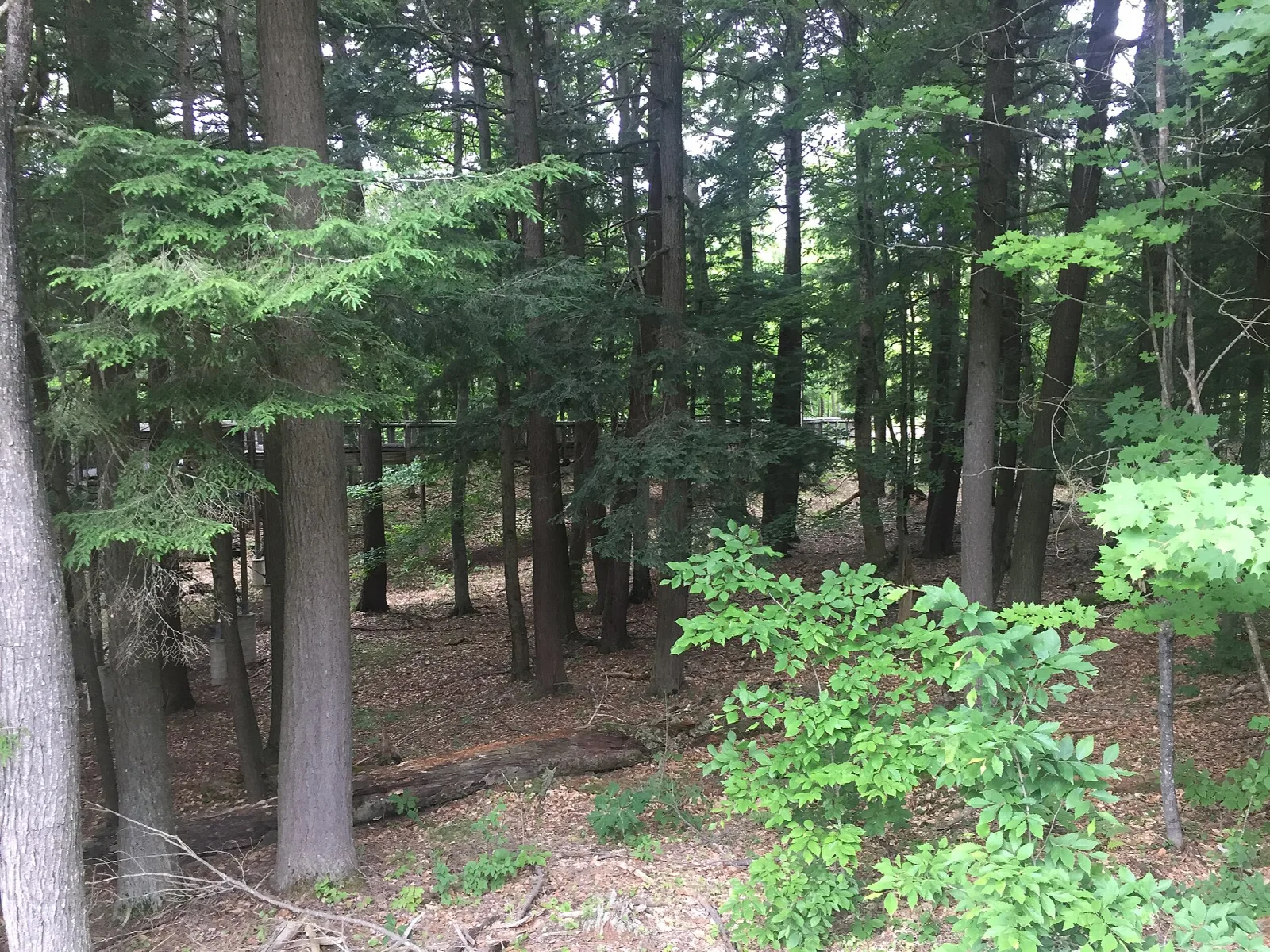Tall evergreen trees with green undergrowth