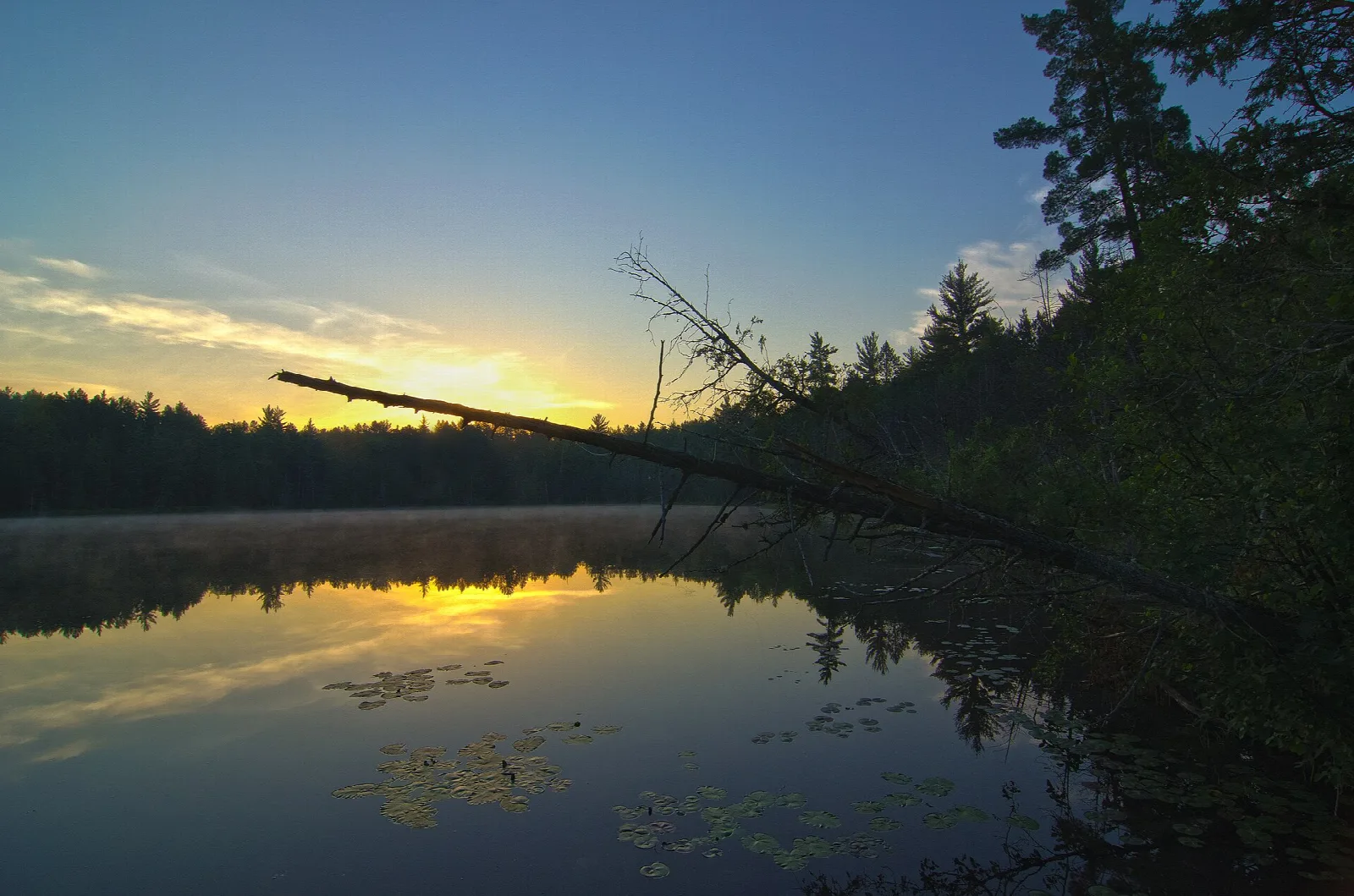 Sunrise glow over a still lake with lily pads and dark trees