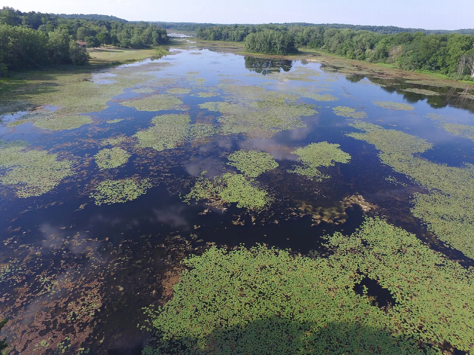 Aerial view of a lake with green lily pads and forest along the shore