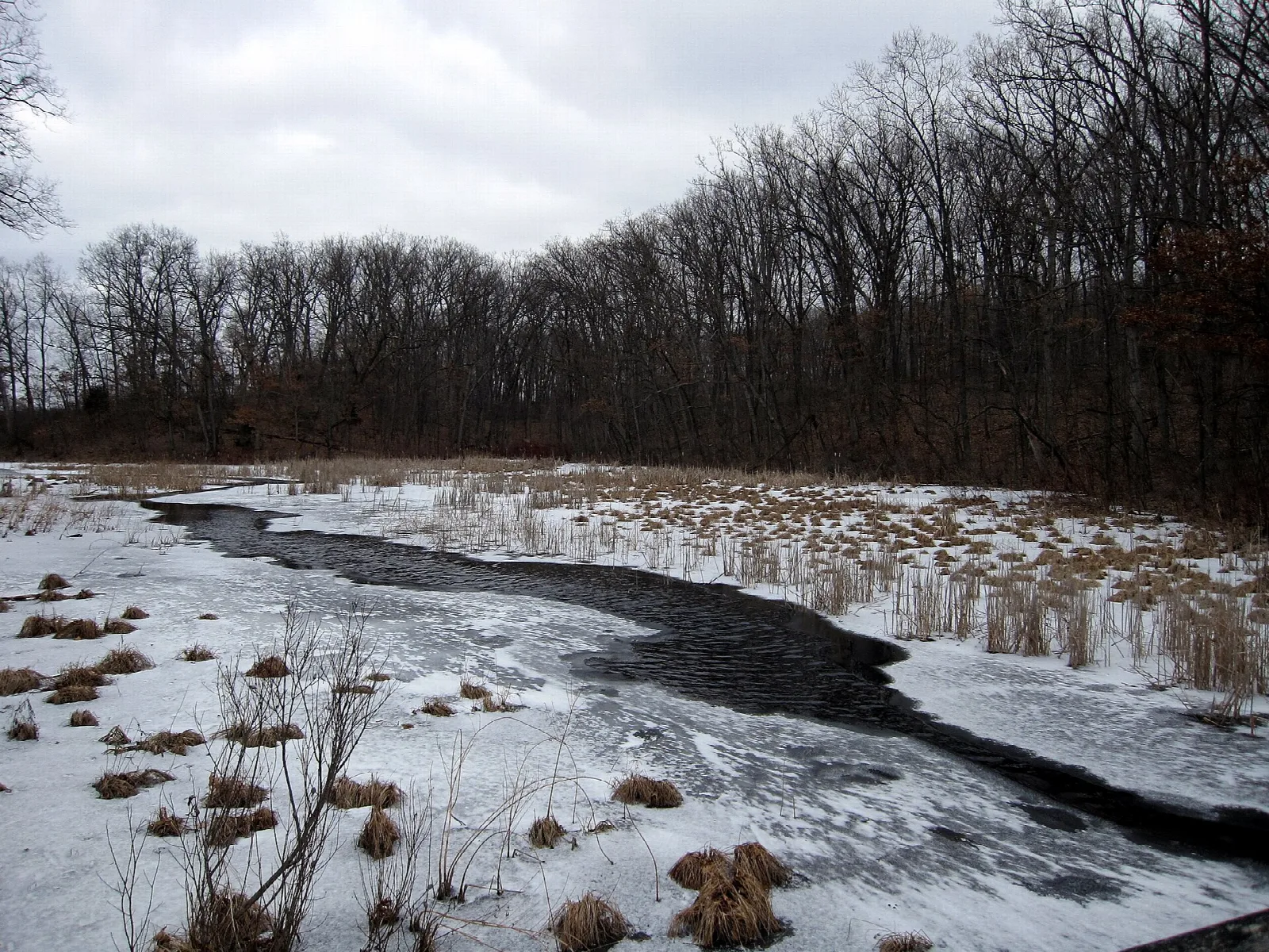 Dark river winding through snow and reeds below bare trees