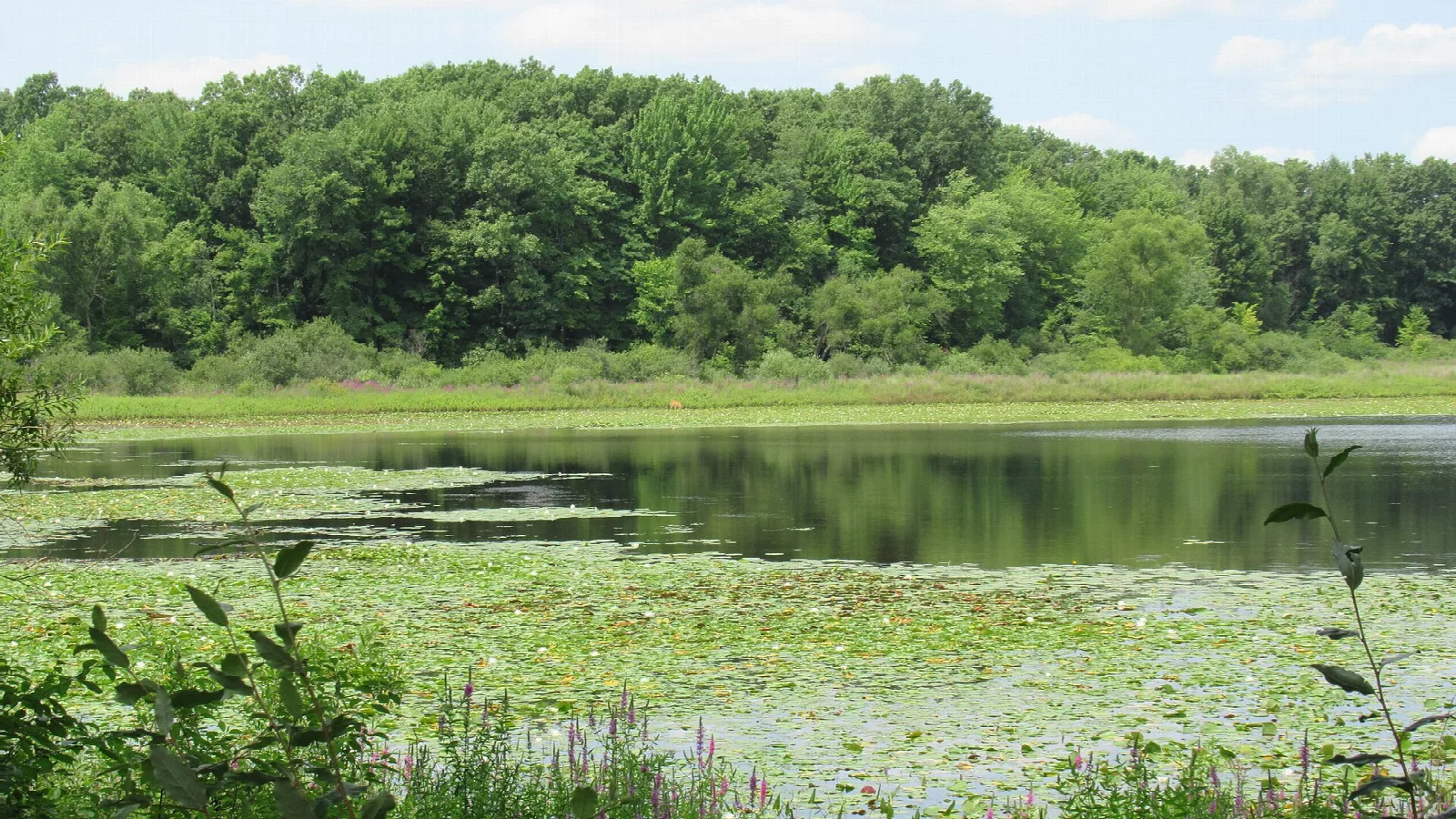 Lake edge with lily pads and green forest behind