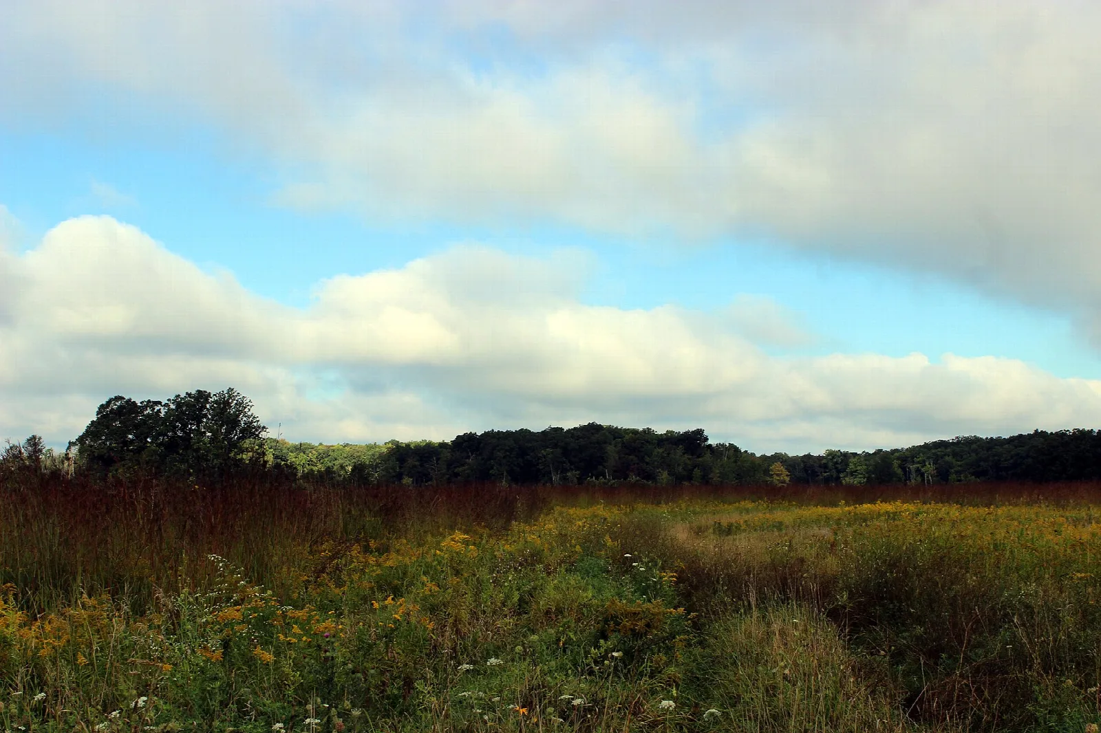 Meadow of tall grass and fall wildflowers beneath a cloudy sky