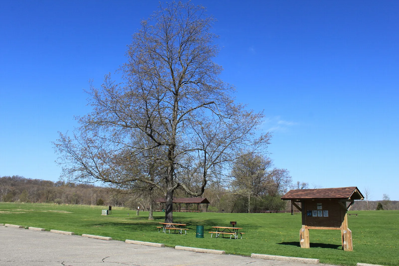 Grassy picnic area with a kiosk under a big tree