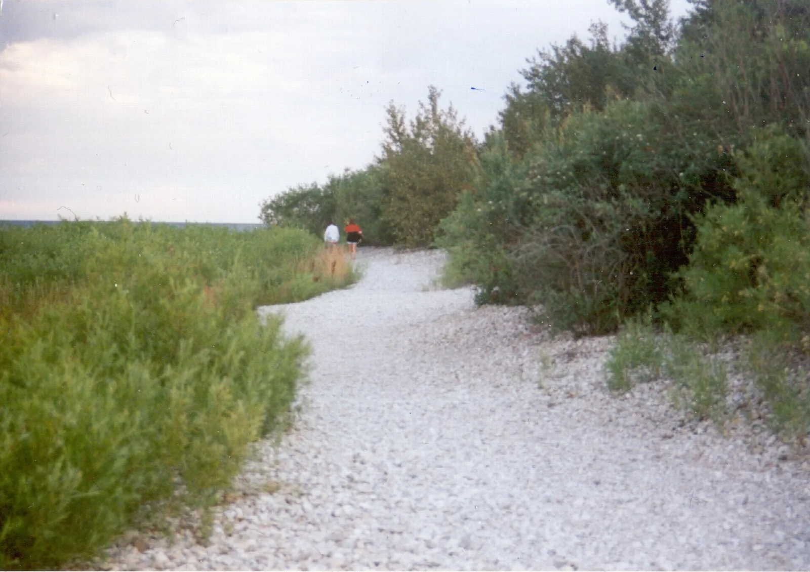 White gravel path winding through shoreline grass and shrubs