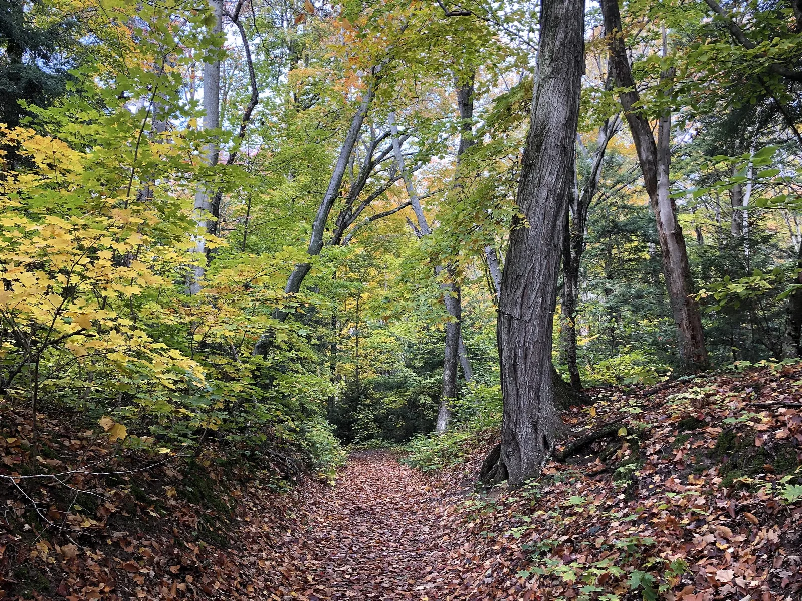 Leaf-covered trail through a forest in fall color