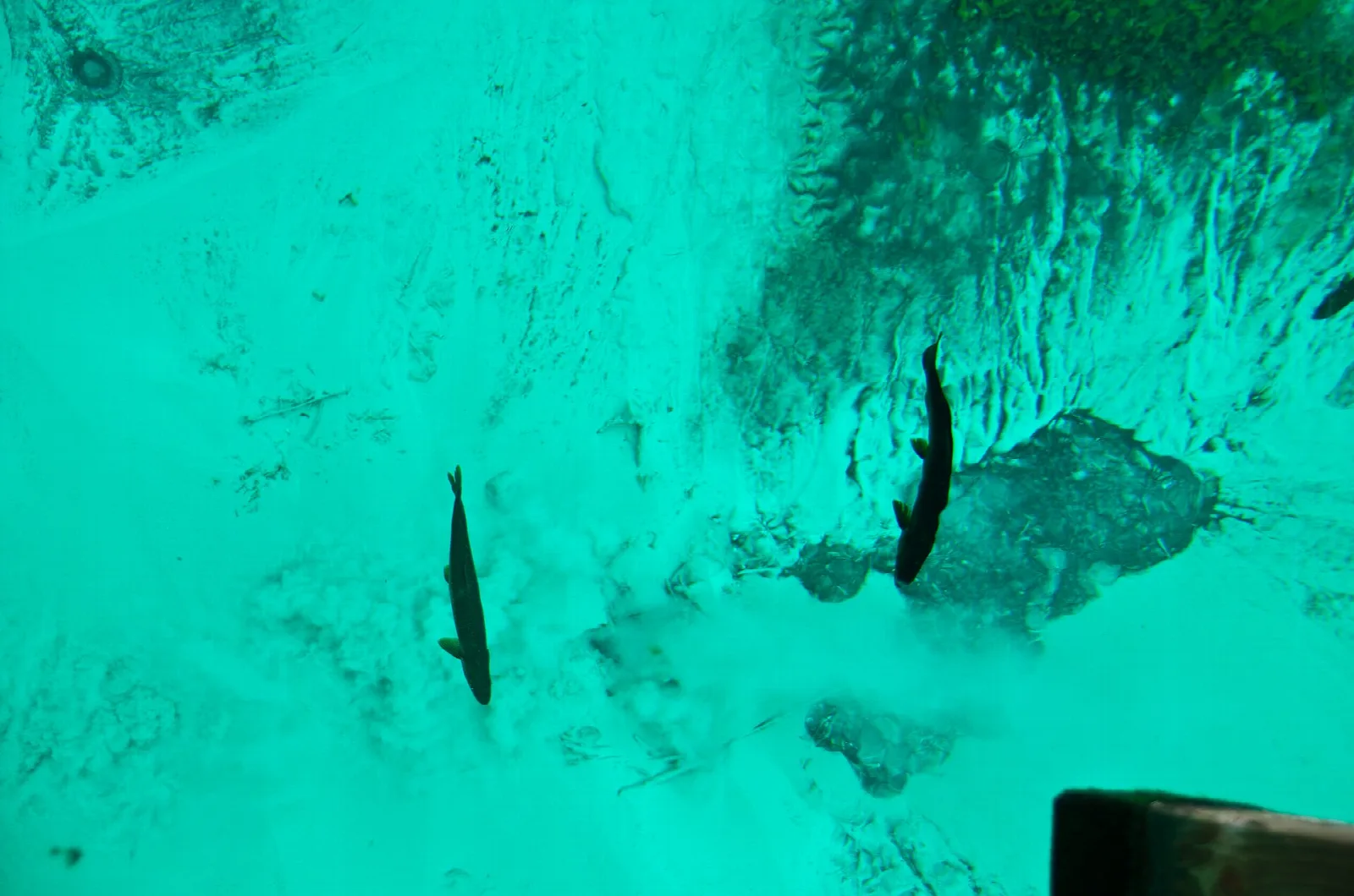 Two trout swimming over the bright green spring bottom