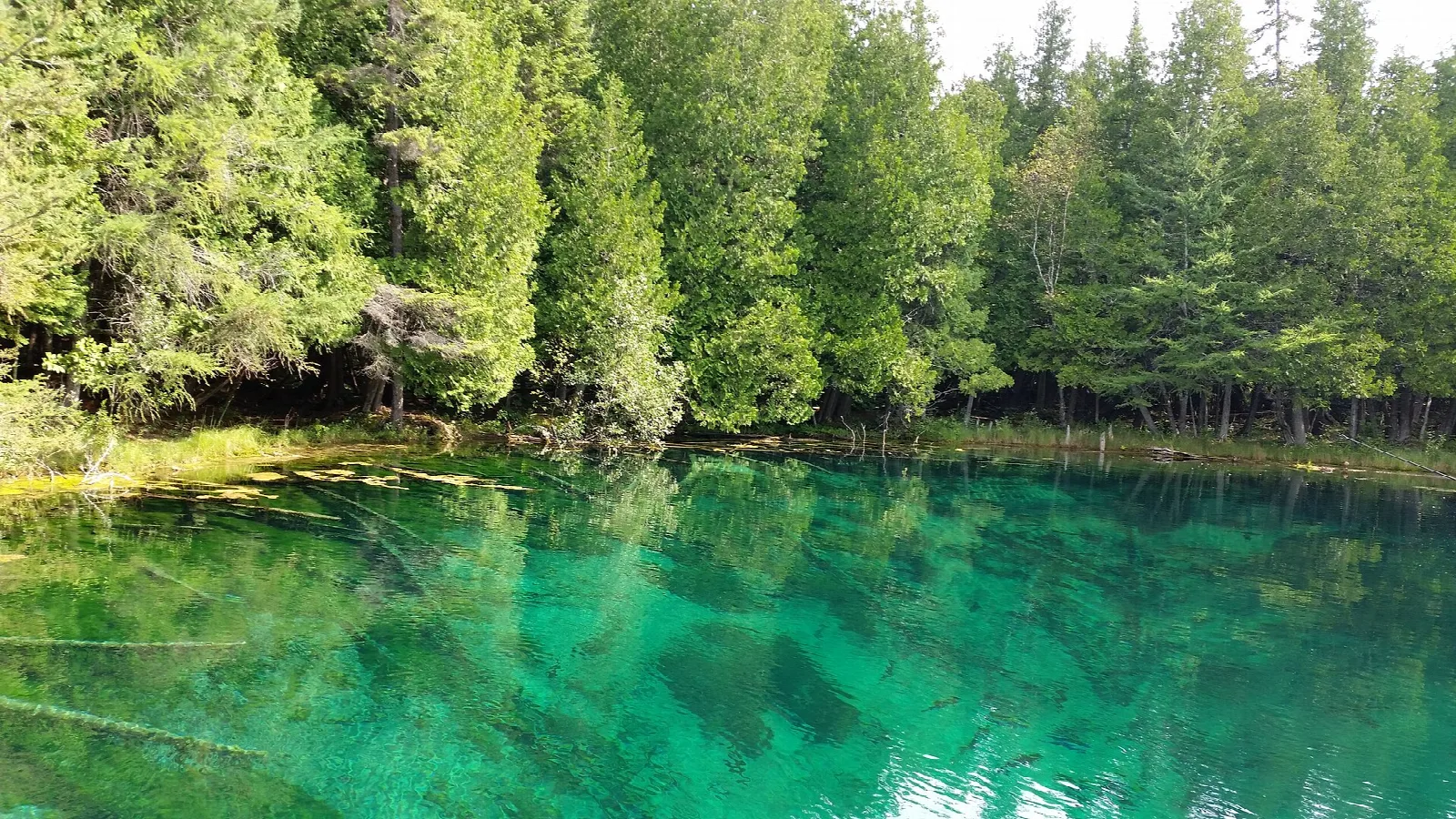 Emerald green spring pool ringed by cedar trees
