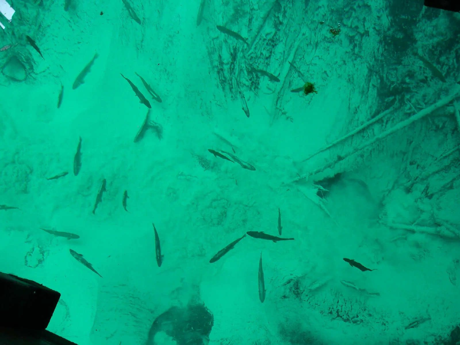 Many fish seen through clear turquoise spring water