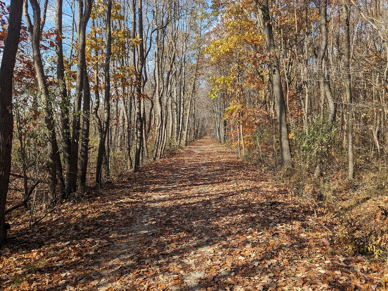 Leaf-strewn trail lined with yellow and orange fall trees