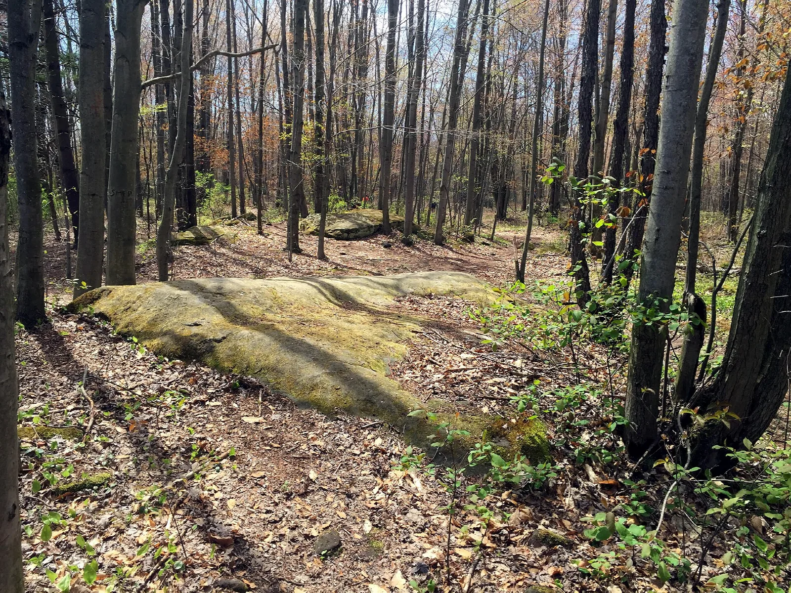 Sandstone ledge on a wooded slope with bare trees
