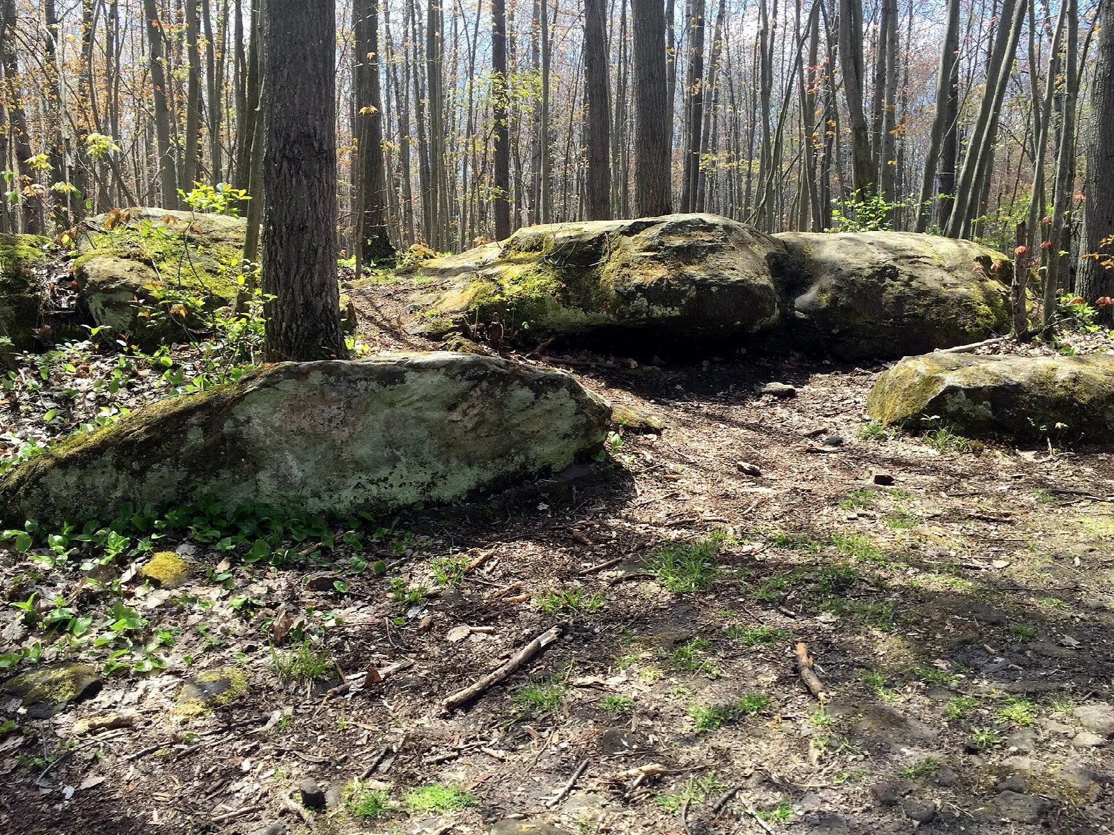 Large mossy boulders on a leaf-covered forest floor