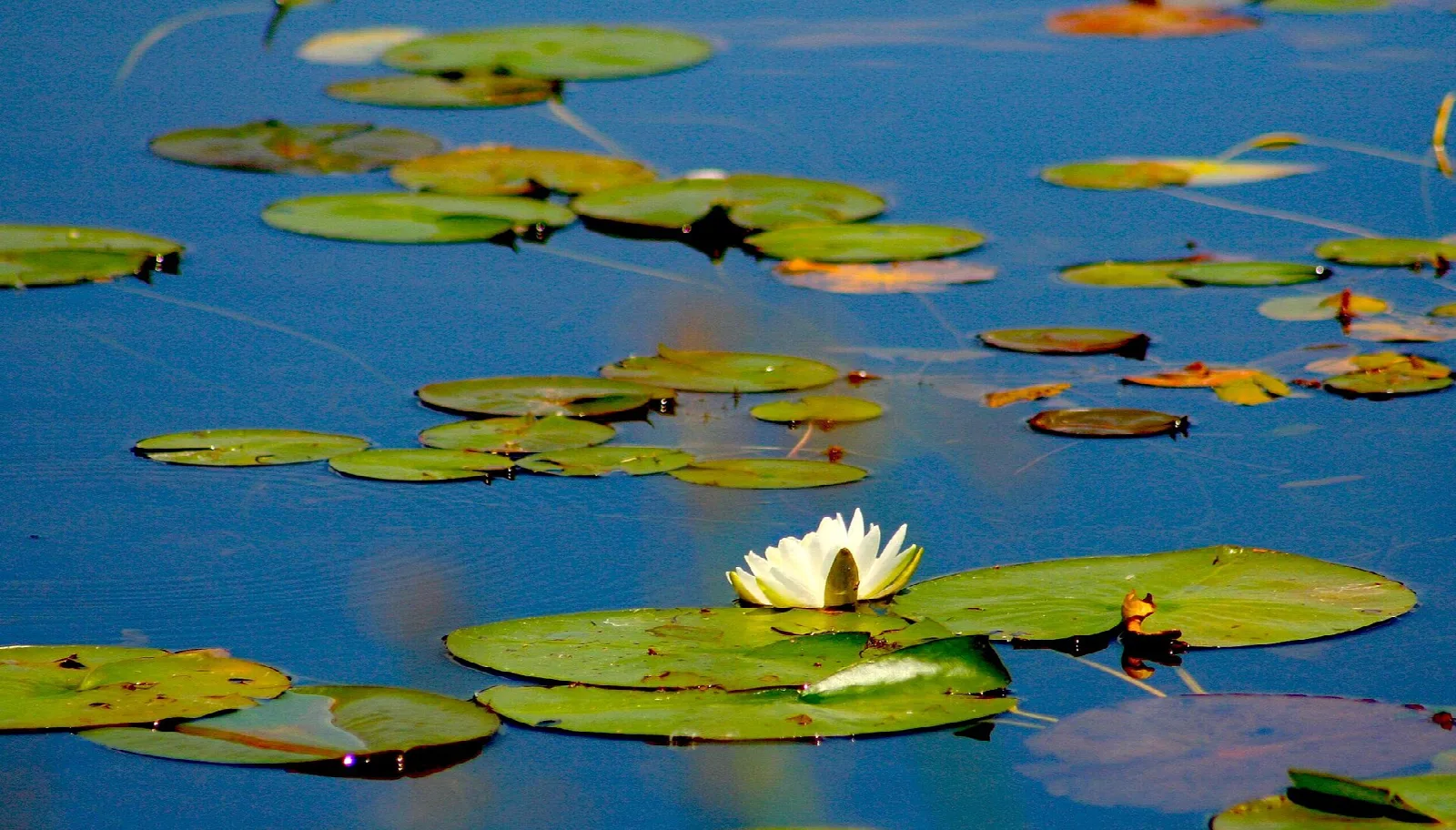 Water lilies and lily pads floating on blue water