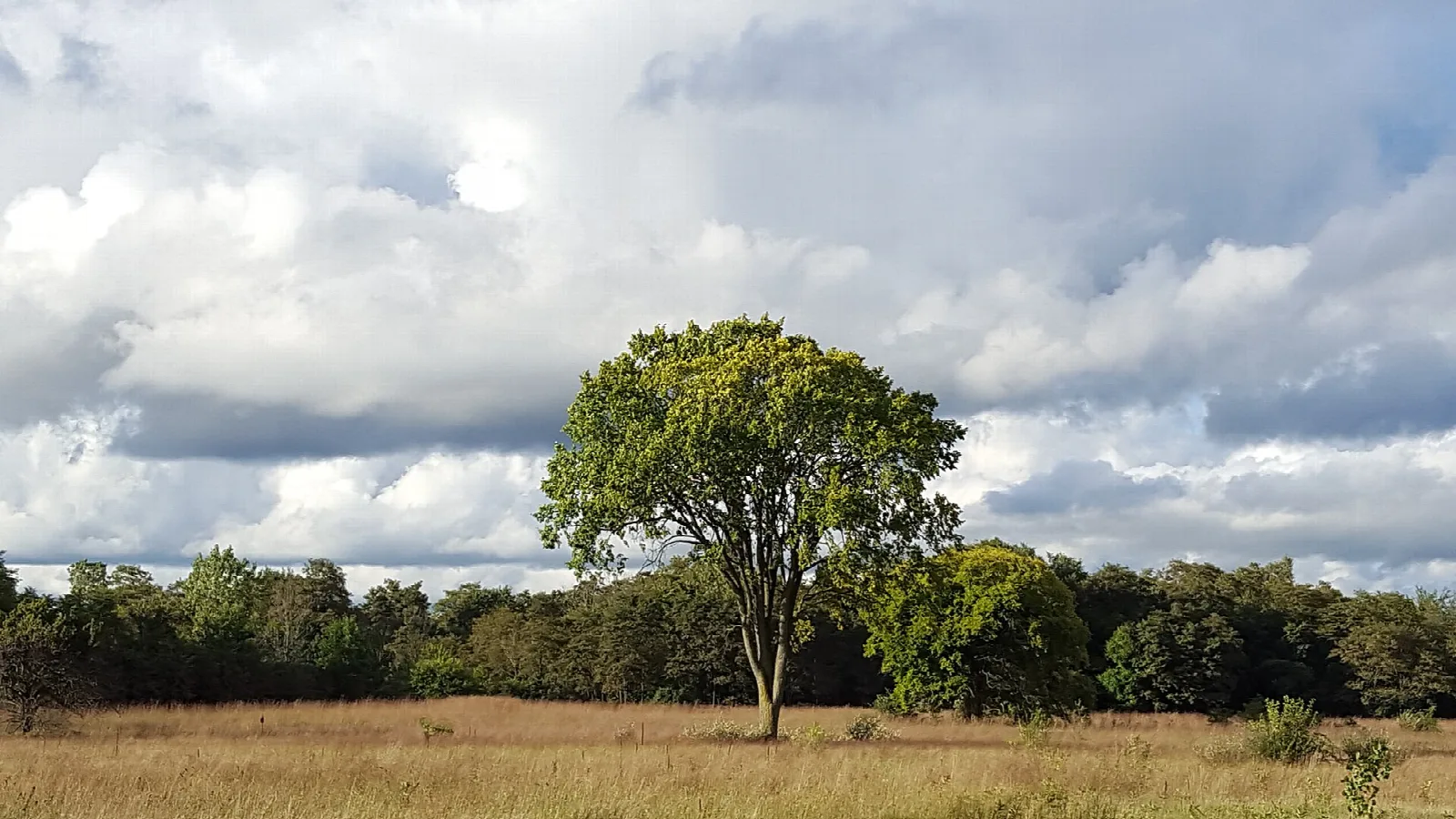 Open prairie with a single tree and forest beyond