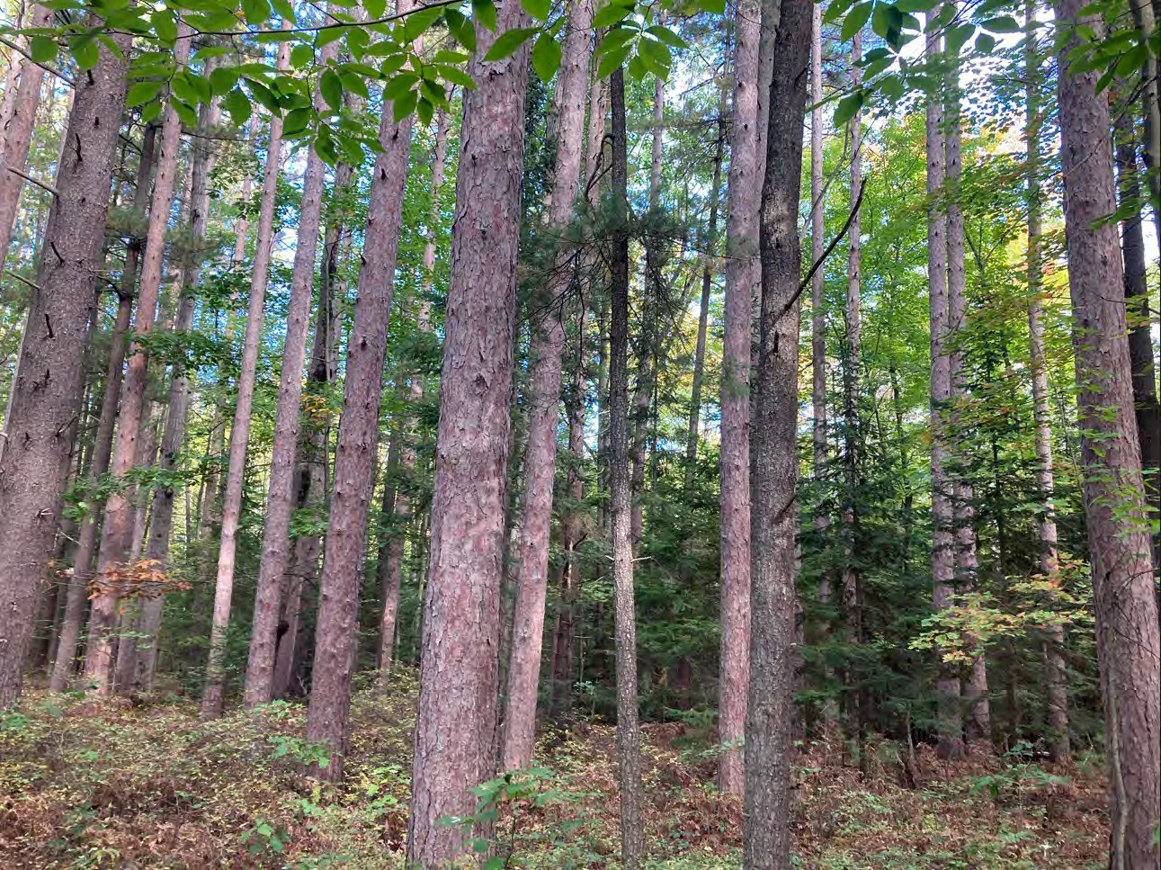 Tall red pines rising from a forest floor of green undergrowth