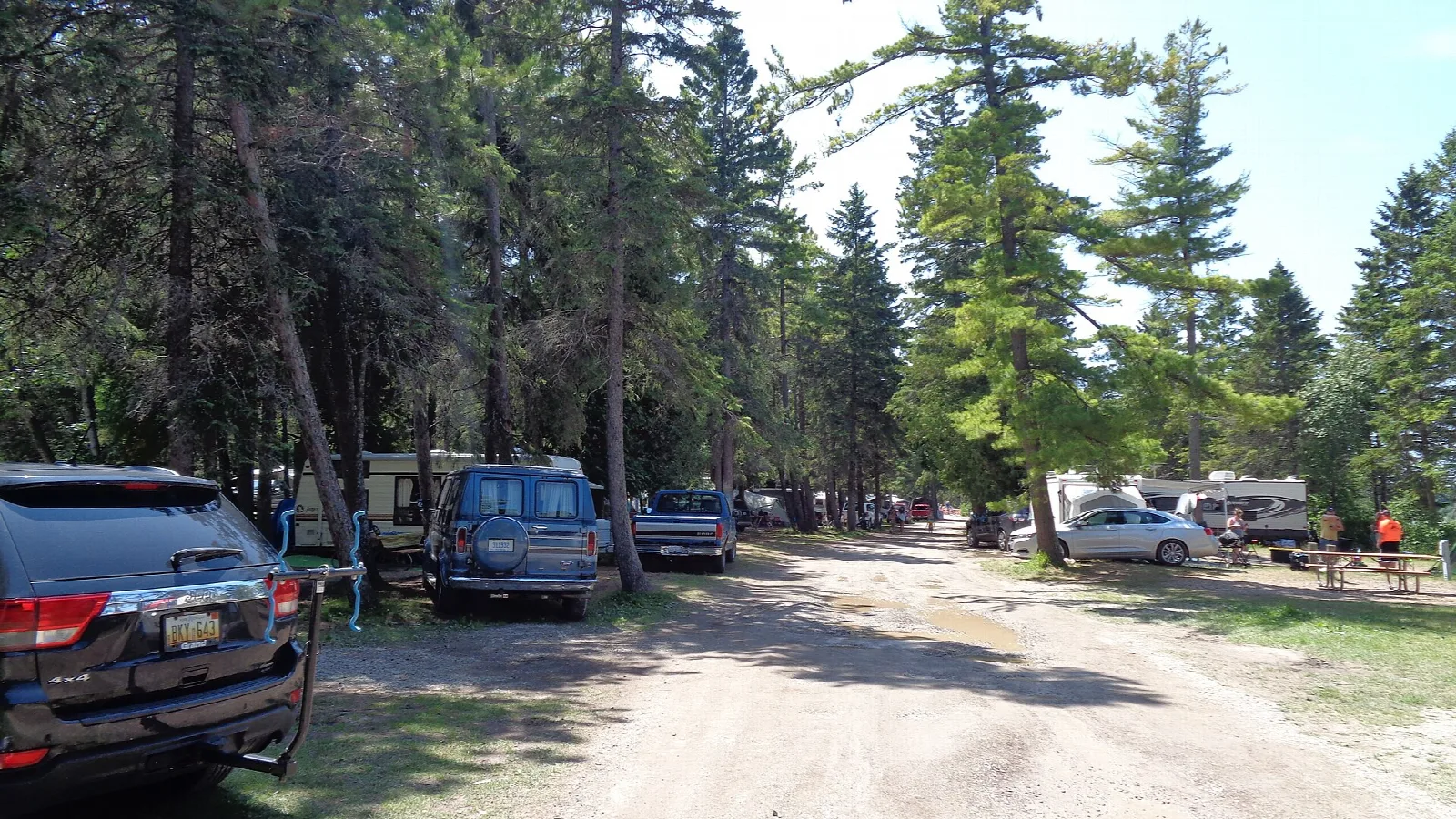 Gravel campground road lined with pine trees and parked vehicles