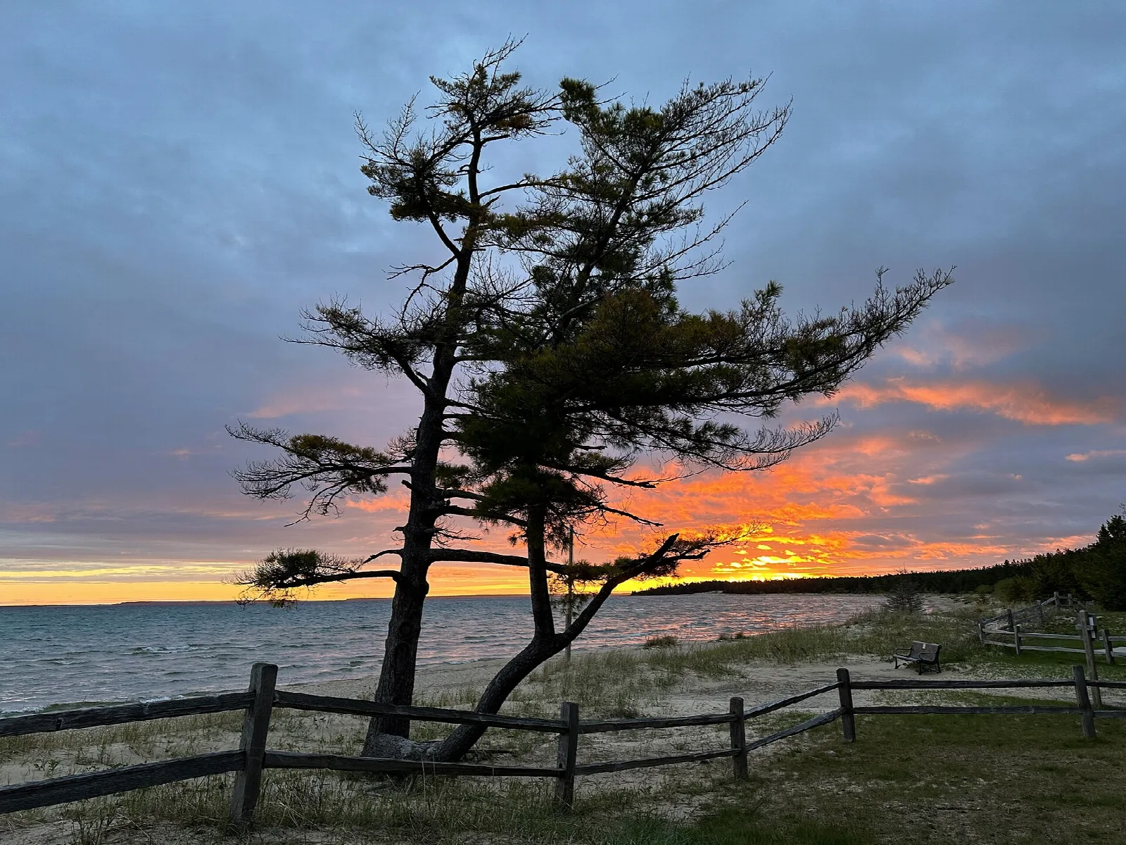 Wind-bent pine at a fence beside the lake under an orange sky