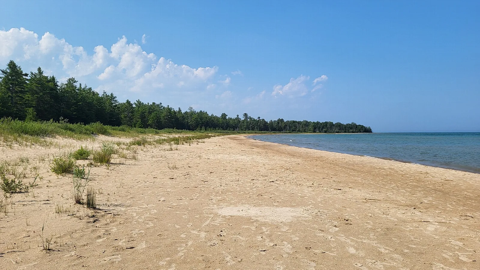 Long sandy beach curving along Lake Huron with pine forest behind