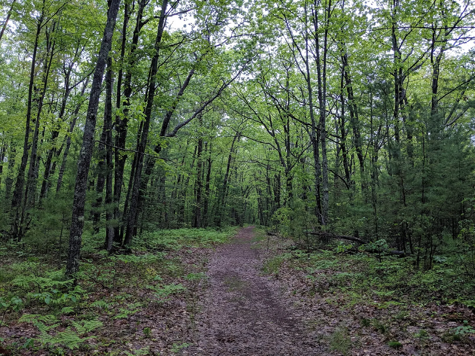 Dirt trail through green hardwood forest