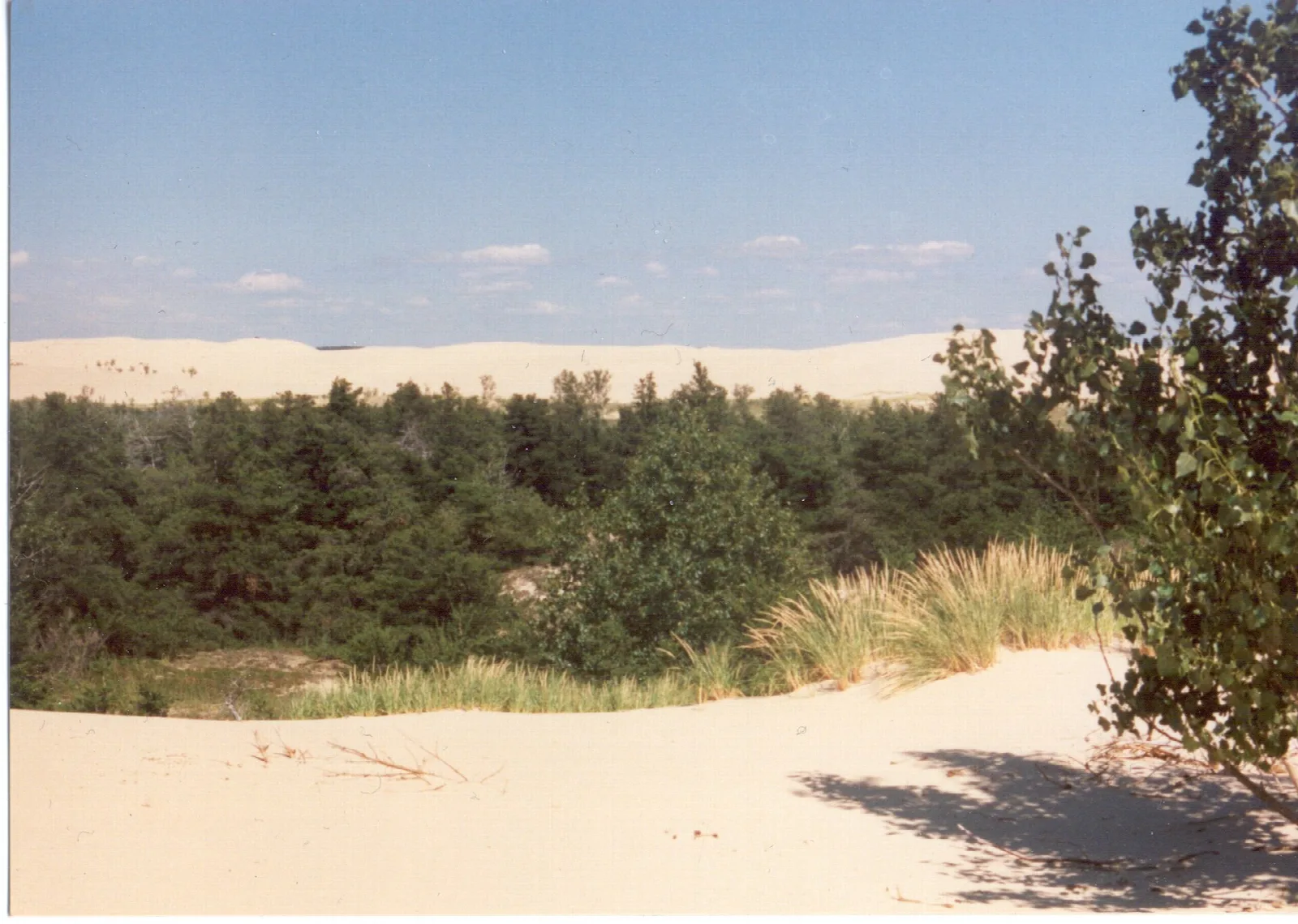 Dune edge meeting green pines and beach grass