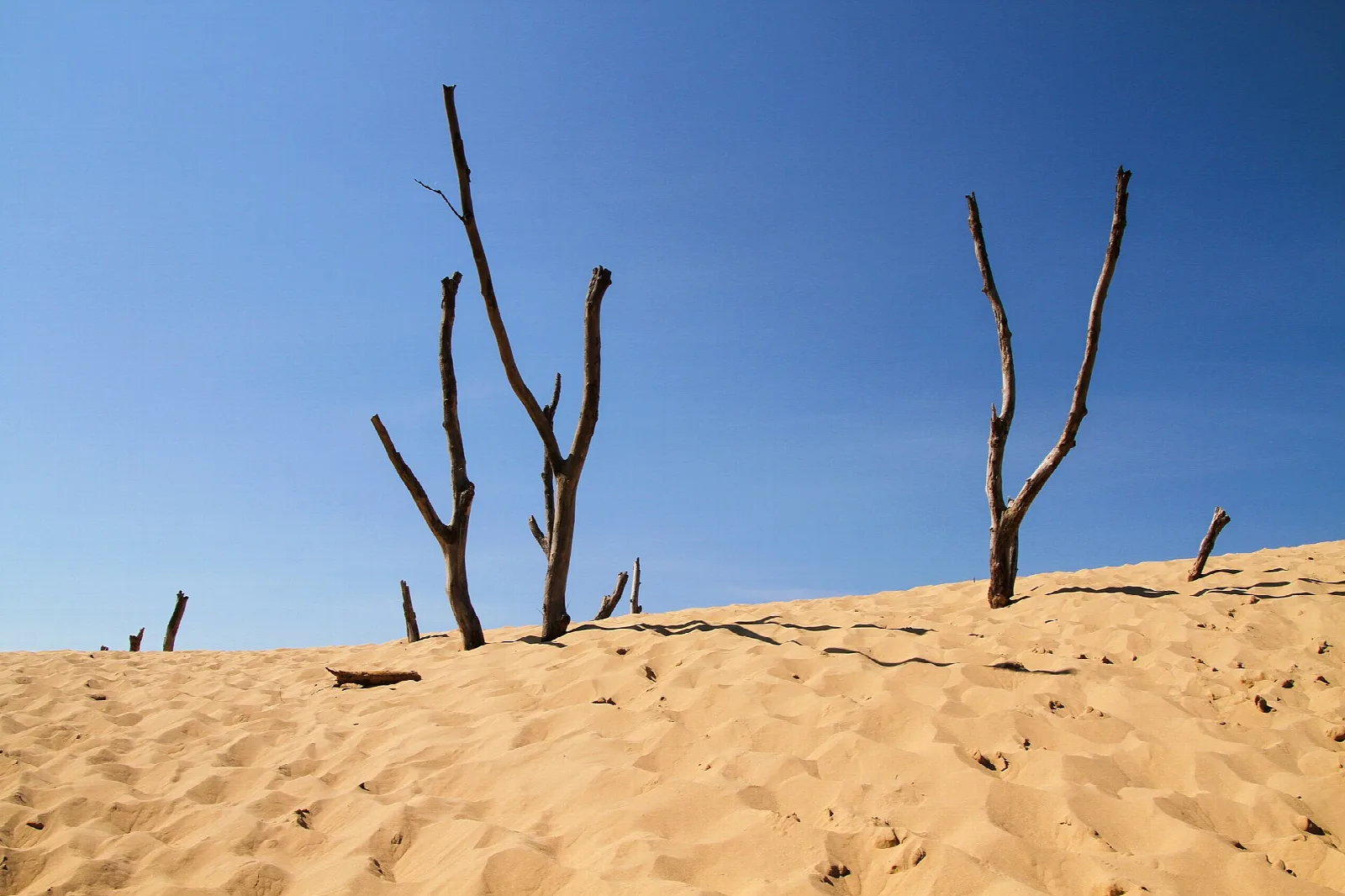 Bare dead trees standing on a rippled sand dune under blue sky