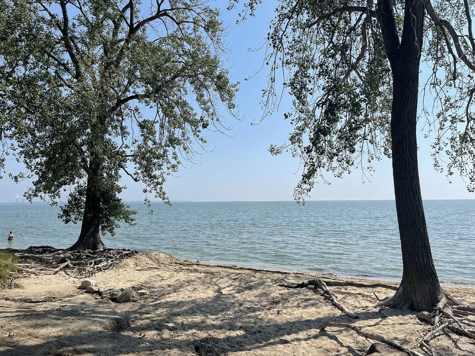 Two trees on a sandy bank beside open lake water
