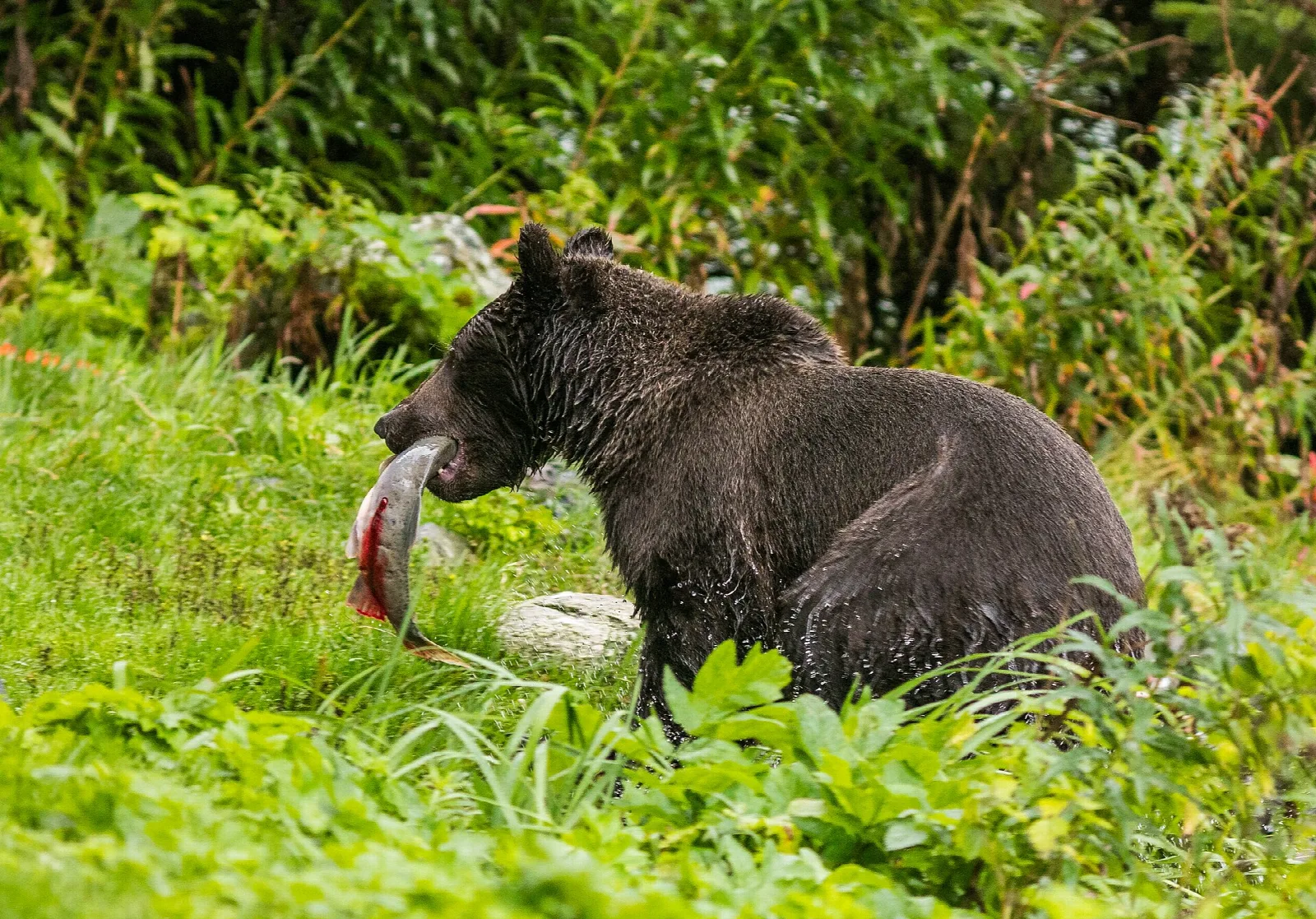Brown bear in tall green grass holding a fish in its mouth
