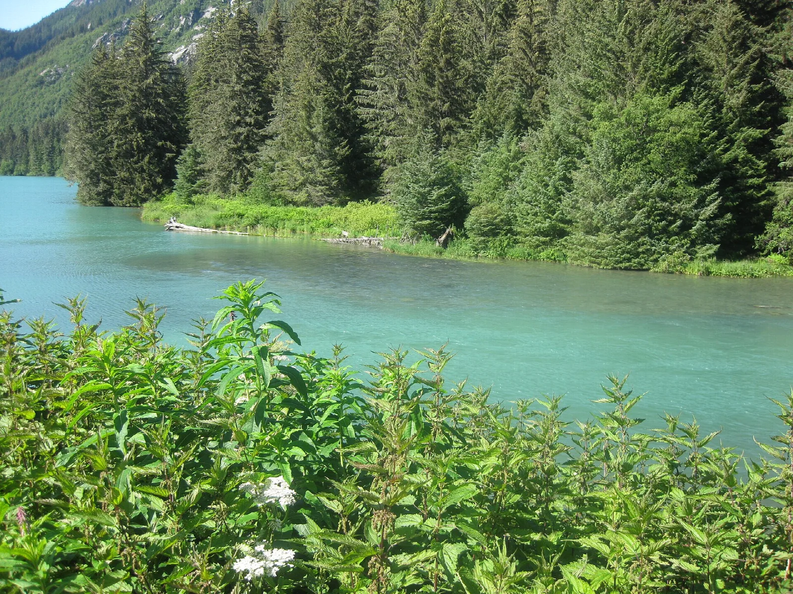 Turquoise river bend with spruce forest and green shrubs in front
