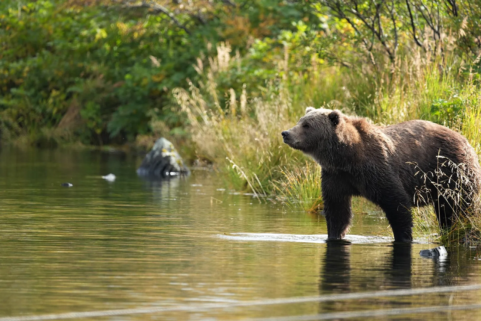 Brown bear standing in shallow river water beside tall grass