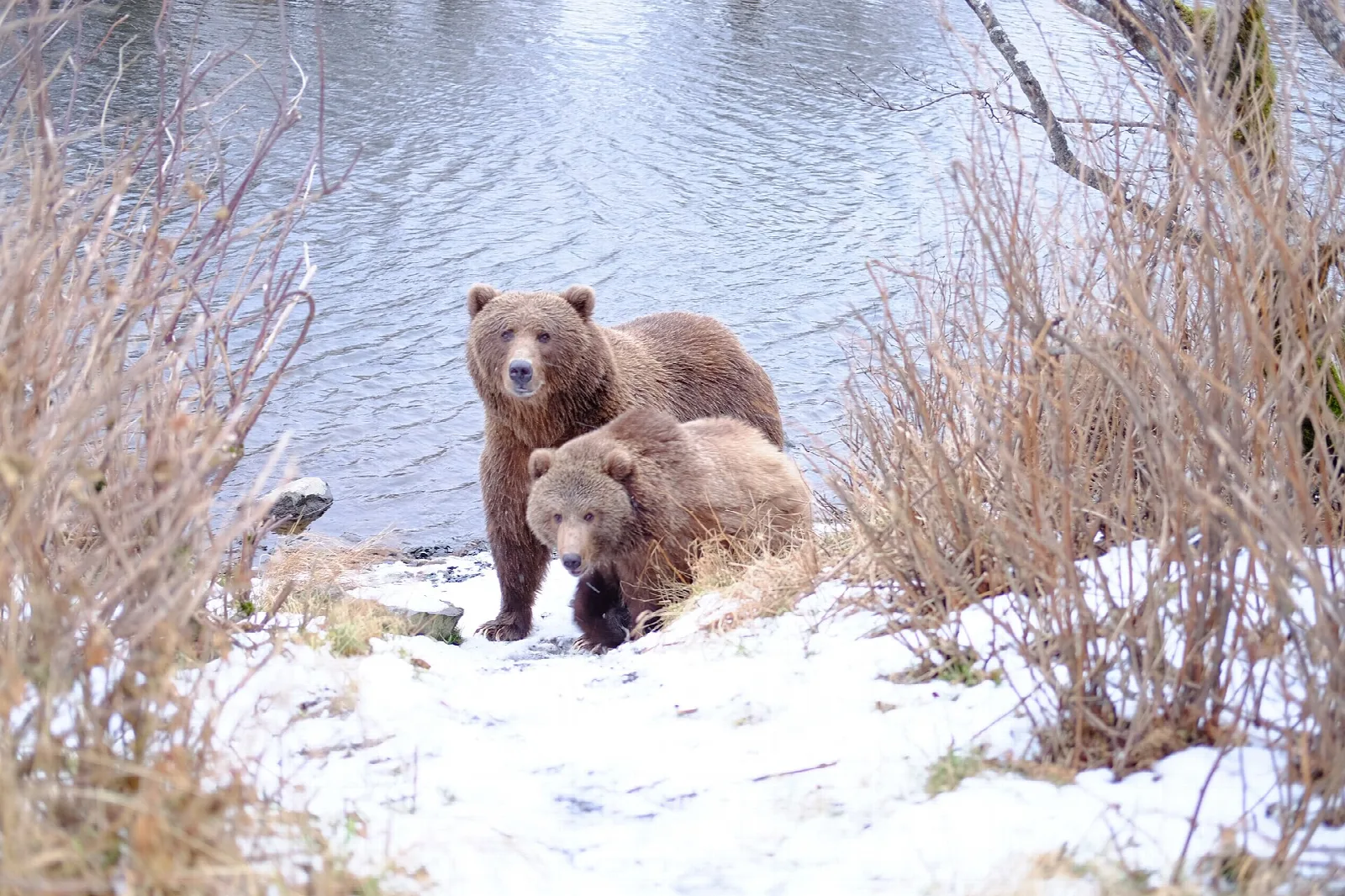 Two brown bears on a snowy river bank