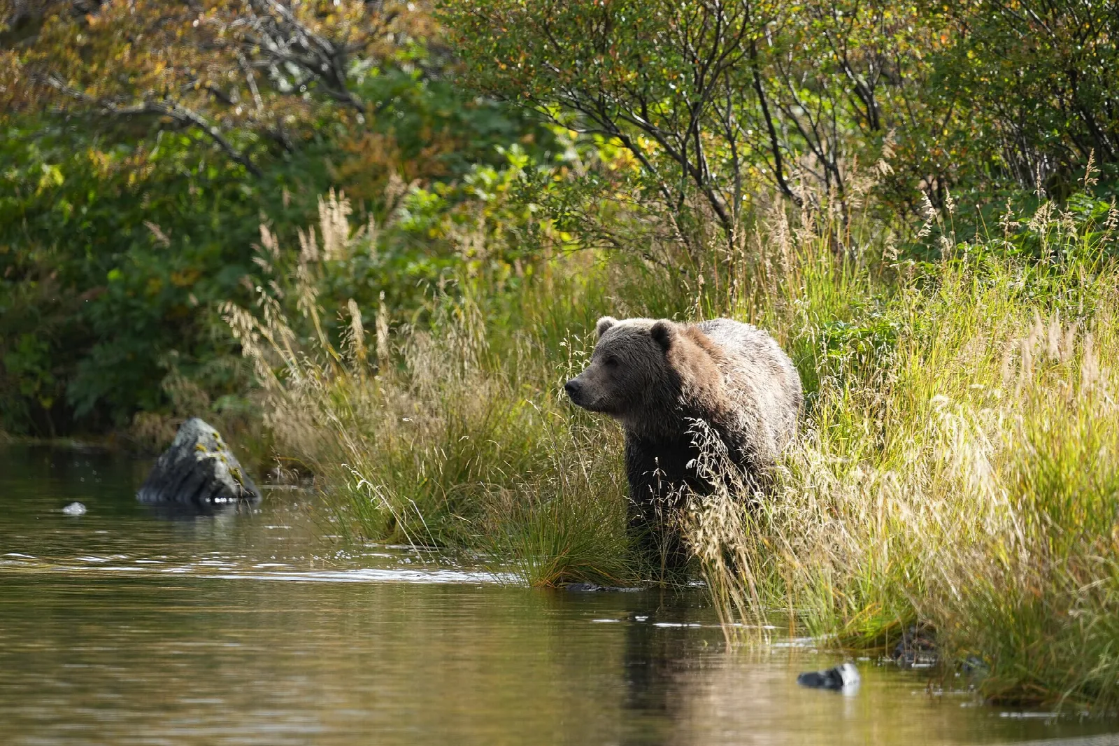 Brown bear standing in a river with golden grass behind