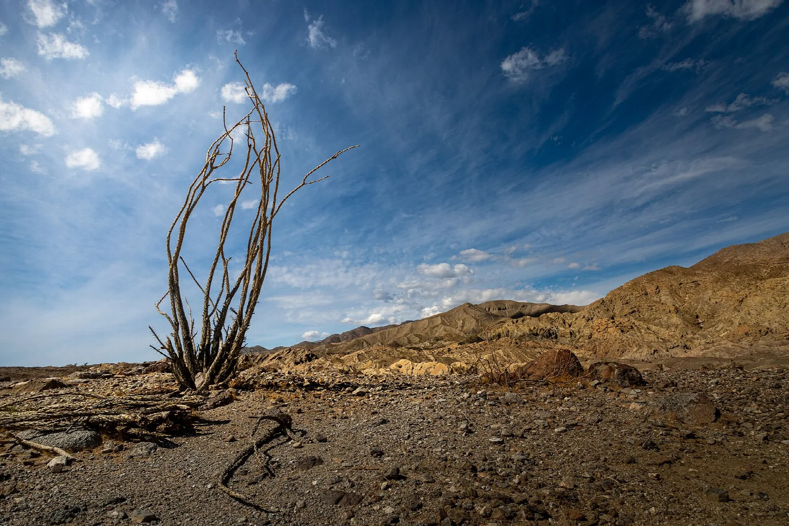 Bare ocotillo stems against a wide blue sky over desert hills