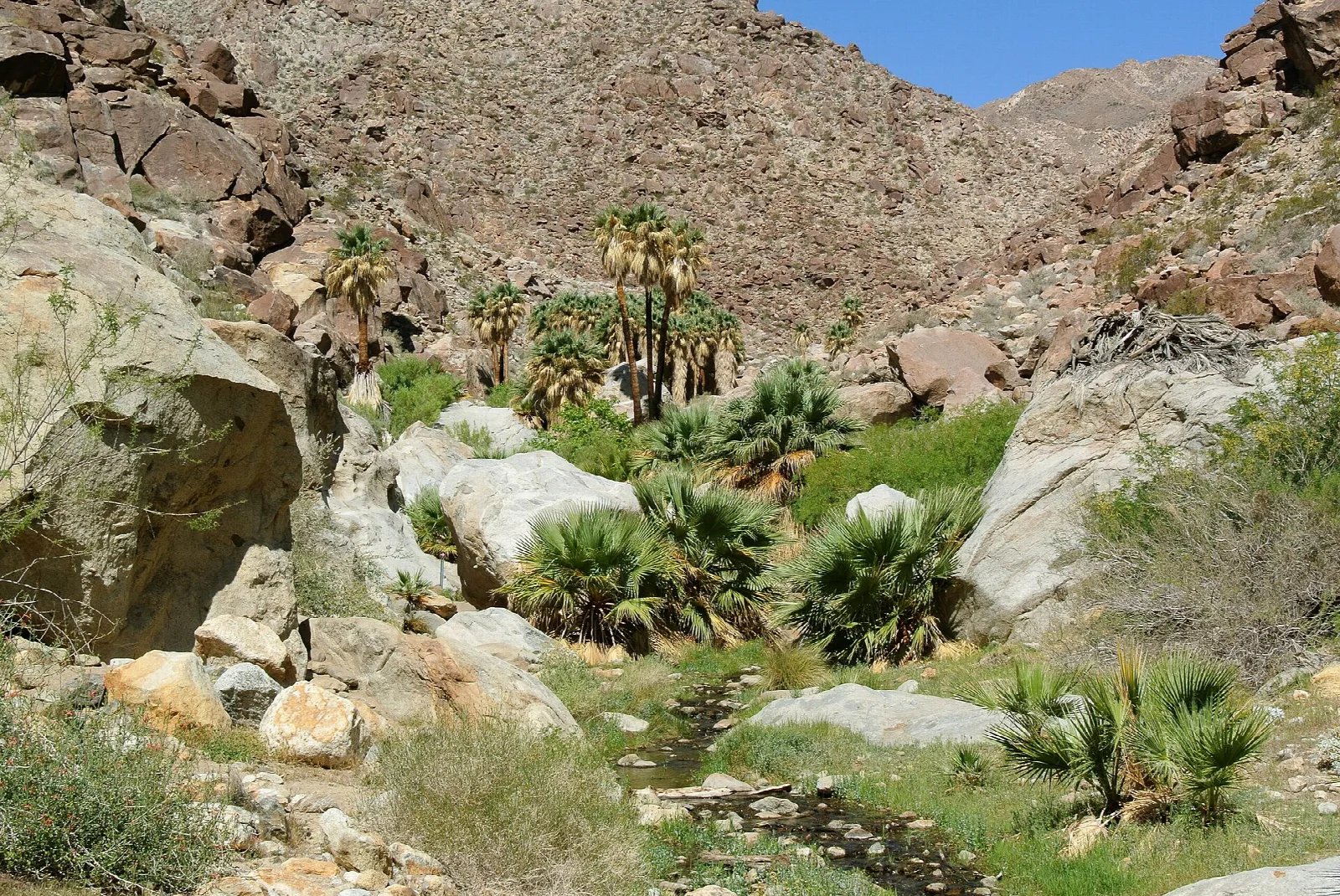 Fan palms and boulders in a narrow rocky canyon with a small stream