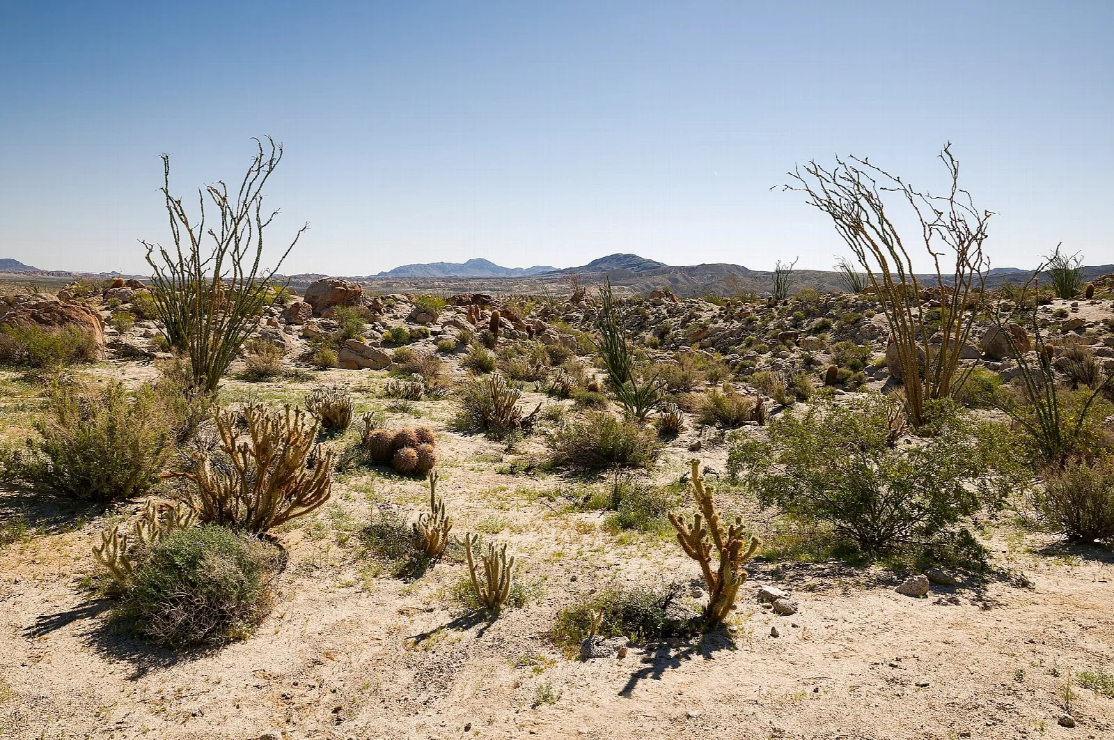 Desert scrub with ocotillo and cactus under a blue sky