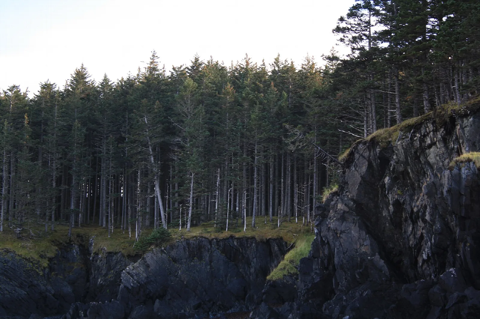 Dark rock cliff edge above a tall spruce forest