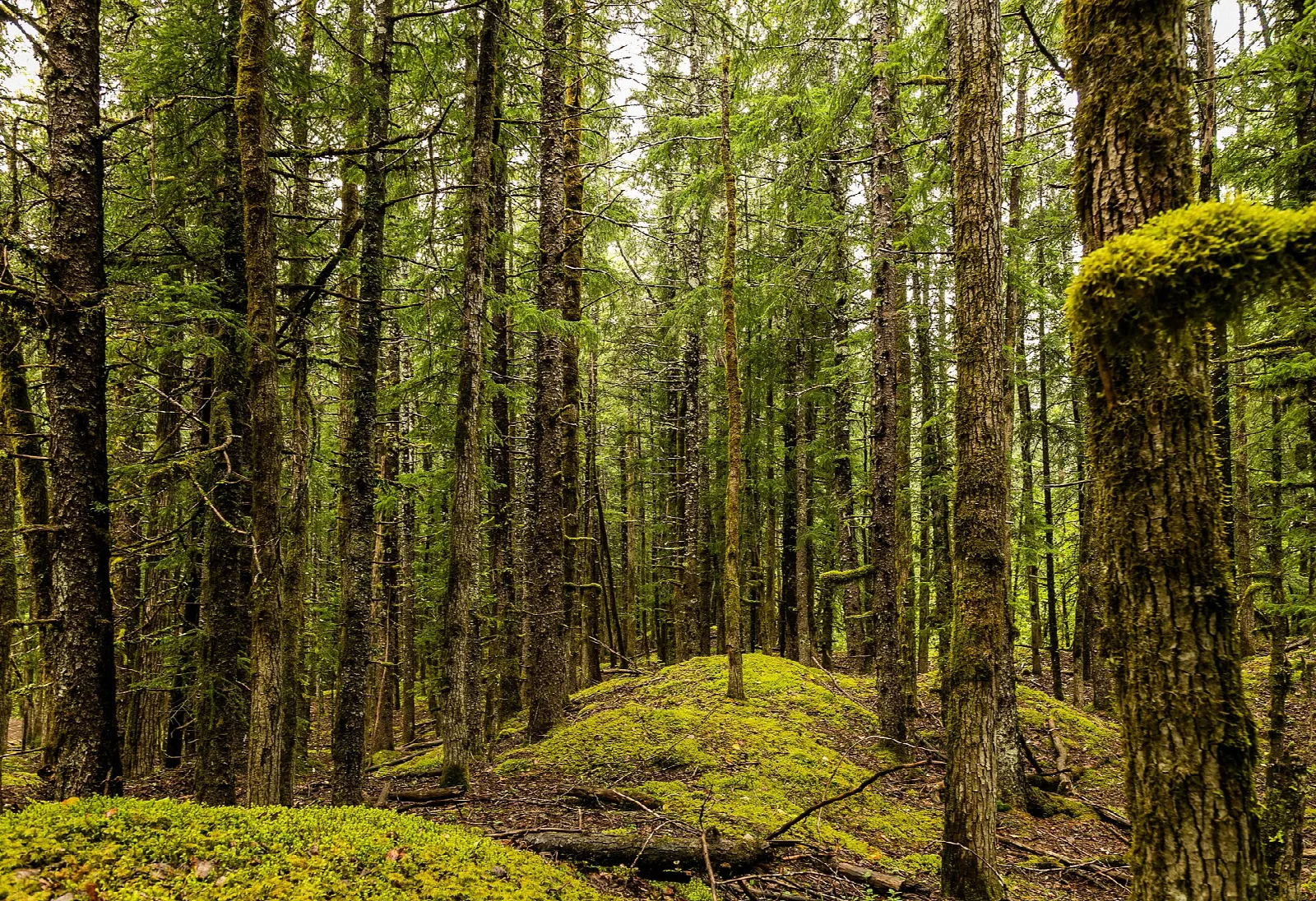 Moss-covered mounds and tree trunks in an old spruce forest