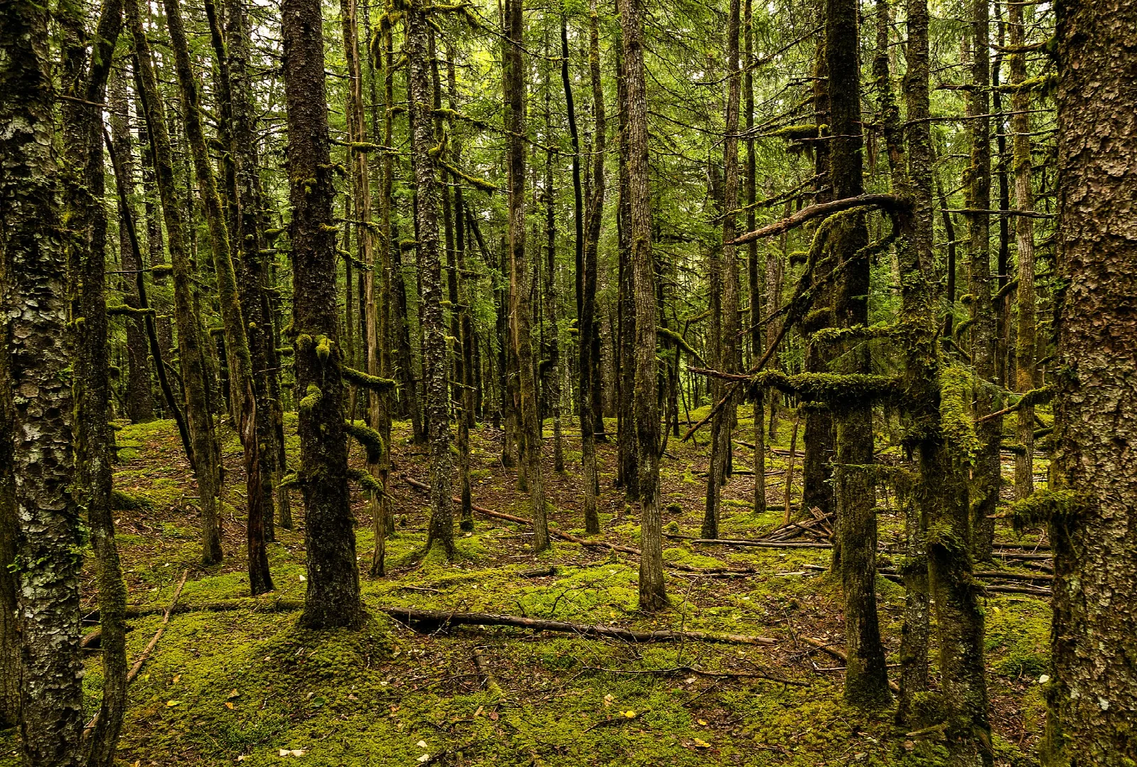 Mossy spruce forest floor with tall thin trunks