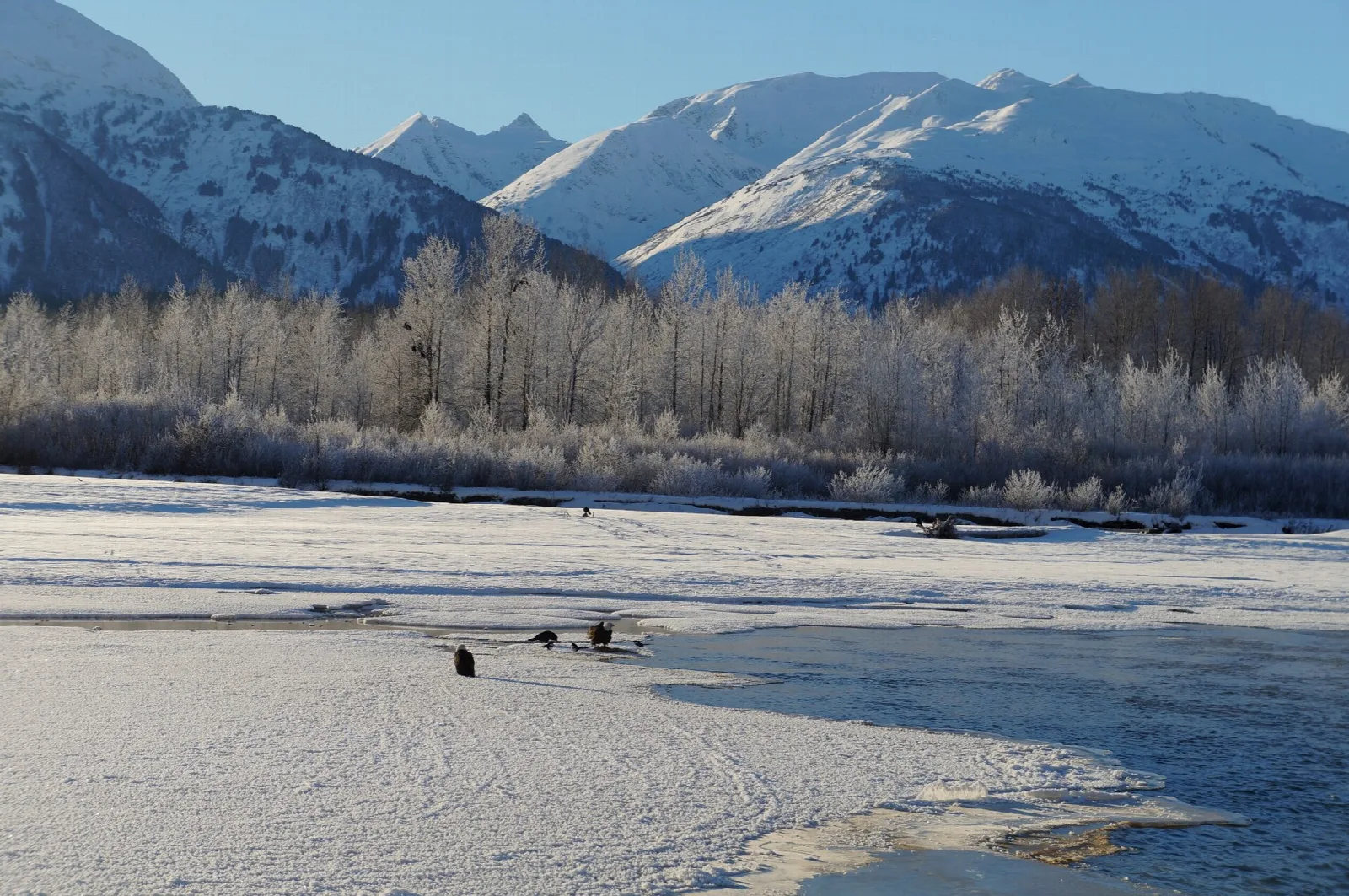 Frosty riverbank with snowy peaks behind and bald eagles on the ice