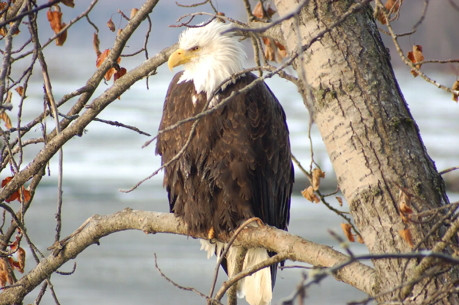 Bald eagle perched on a bare branch with a few orange leaves
