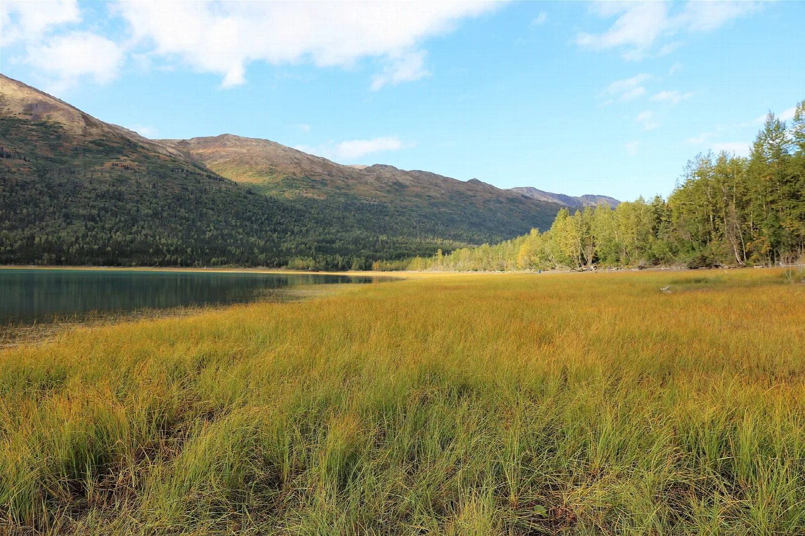Golden grass at a lake edge below forested mountains
