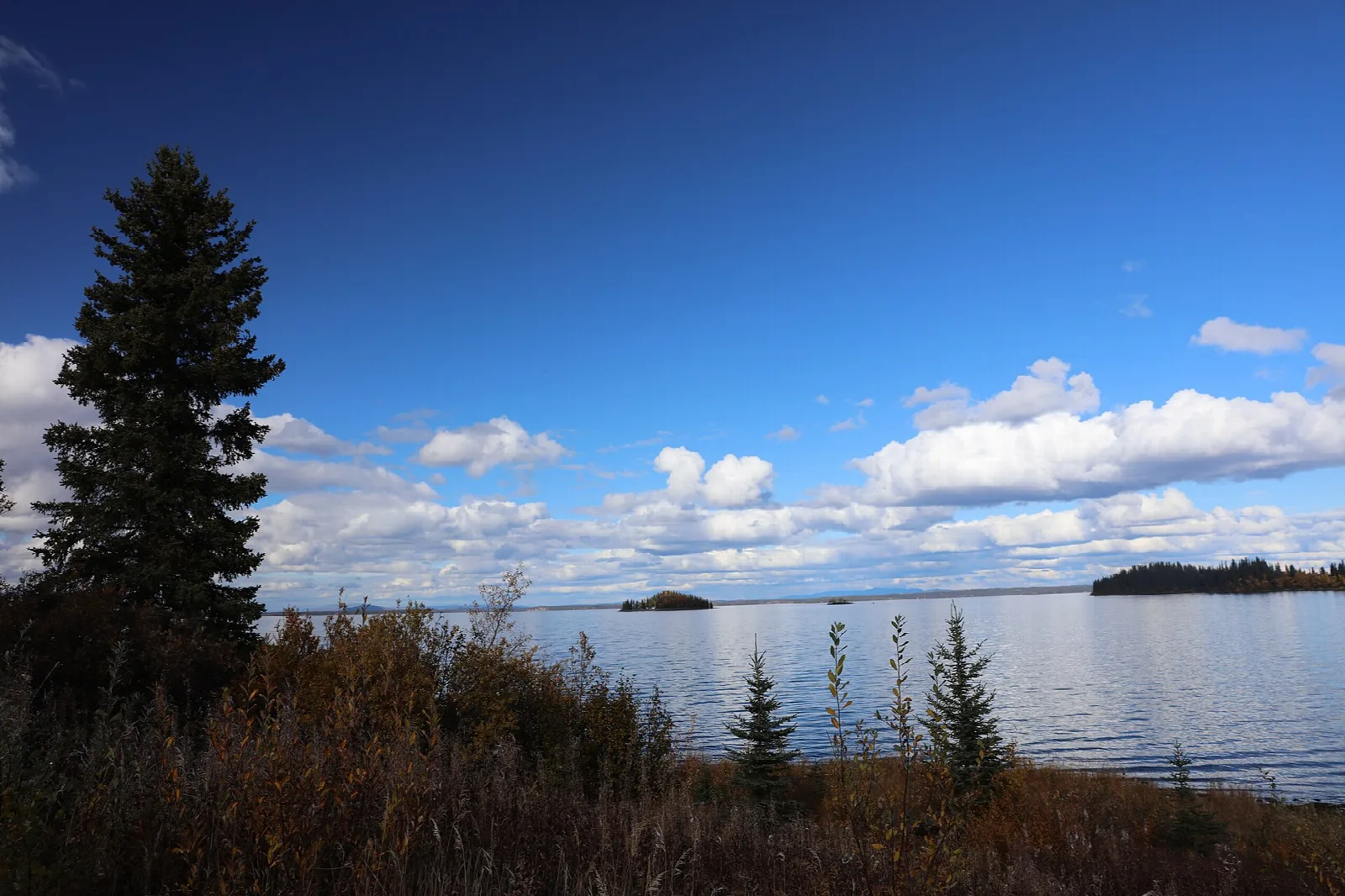 A spruce tree and brush on the shore of a broad blue lake