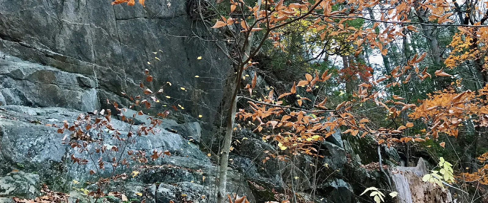 Gray rock cliff face with orange autumn leaves in front