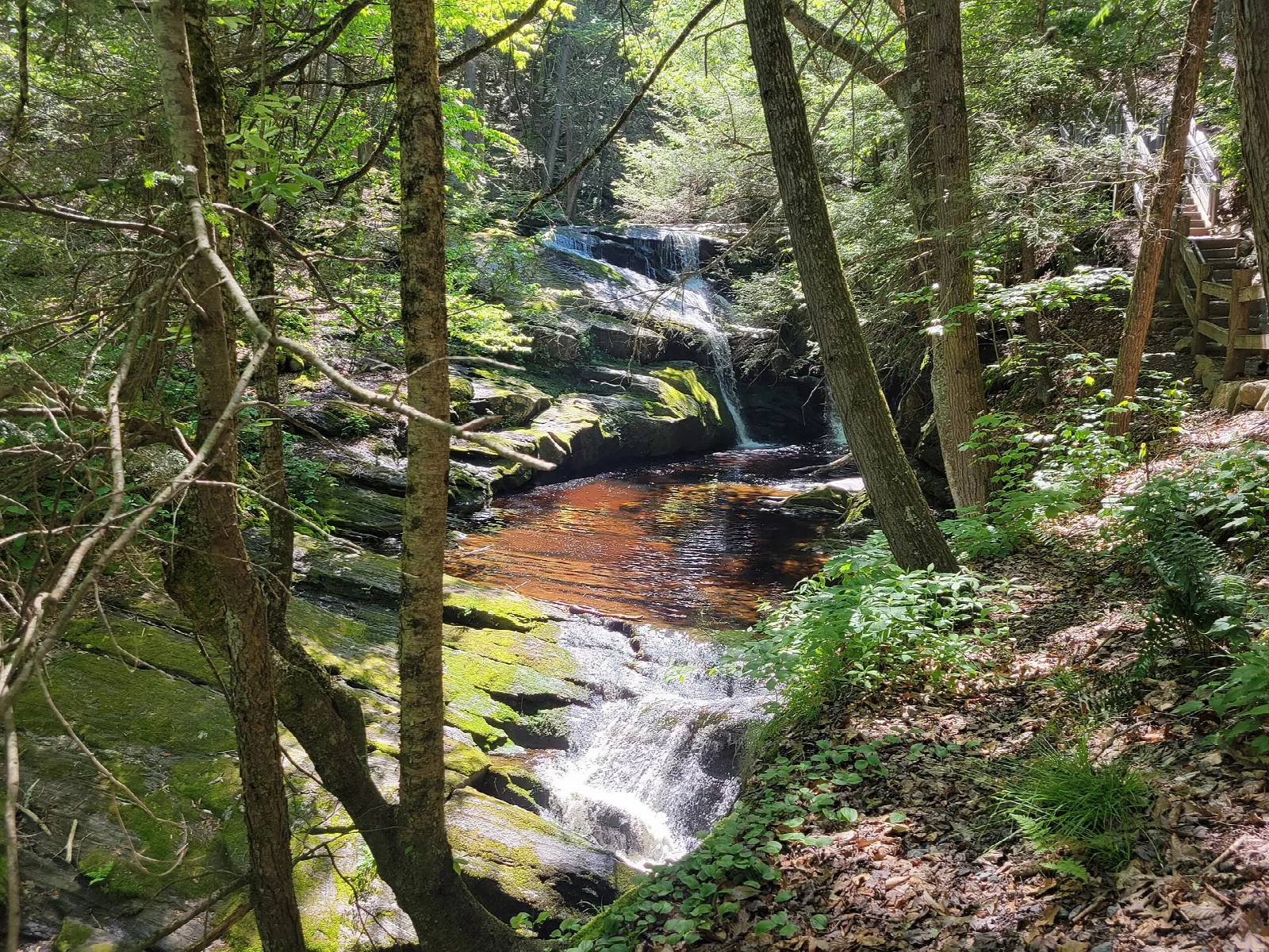 A small waterfall and pool in a green wooded ravine