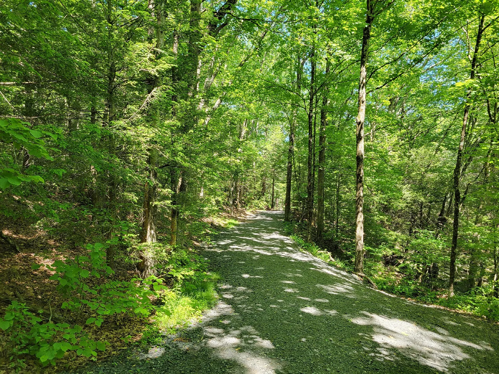 A gravel path running through green summer woods