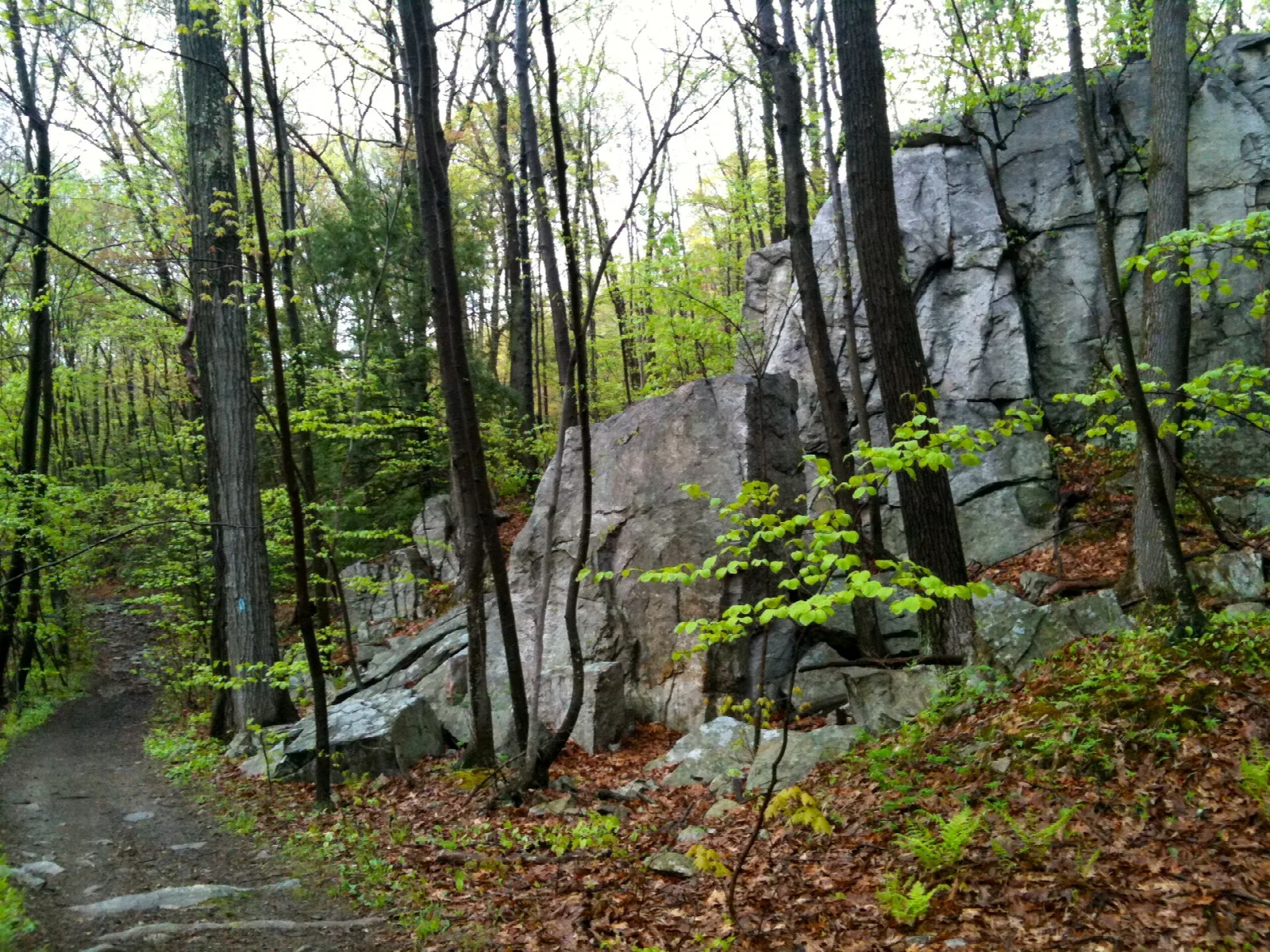 A trail passing a tall gray rock outcrop in spring woods